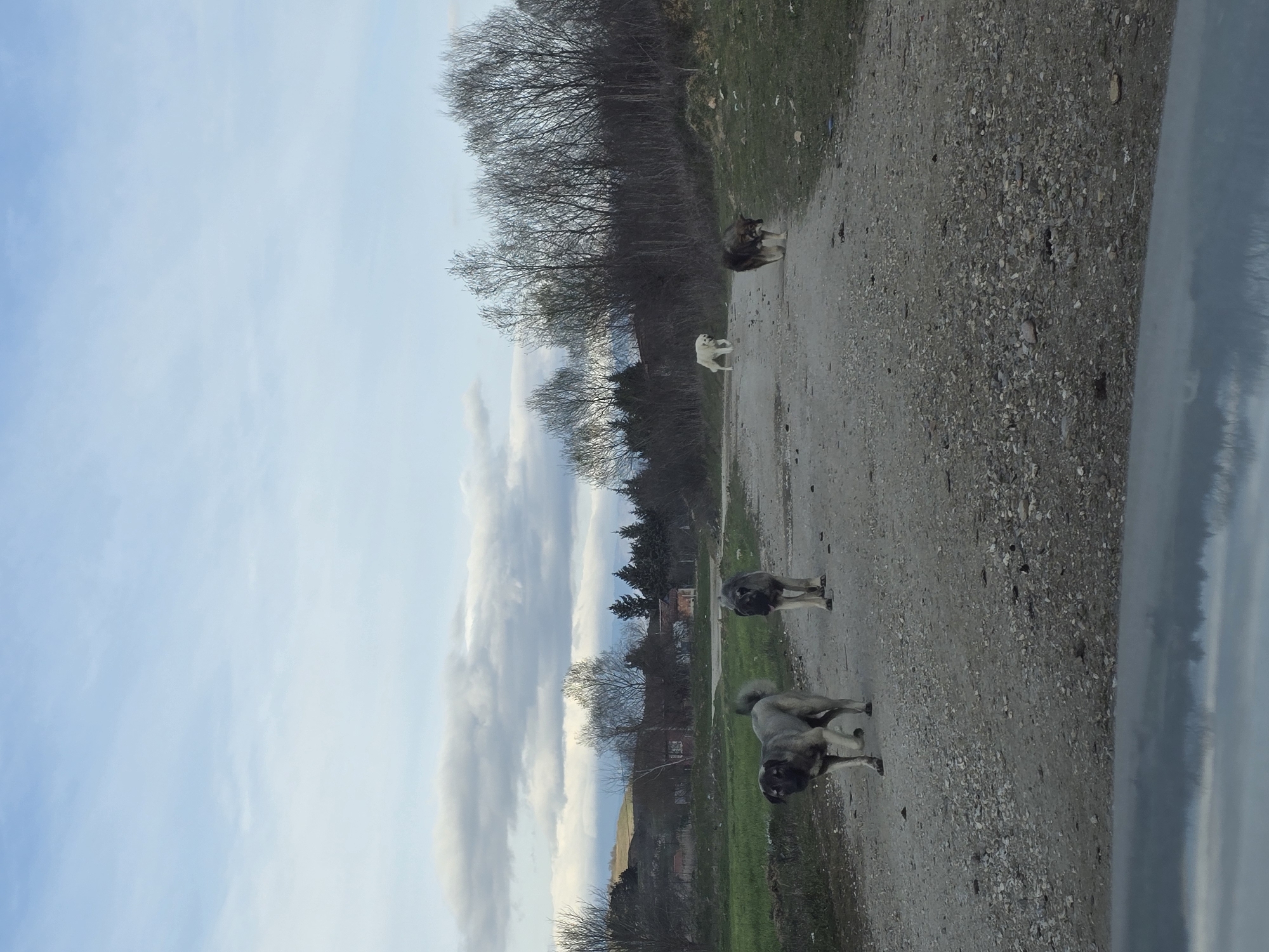 Four dogs gather on dirt road in Dobroshane