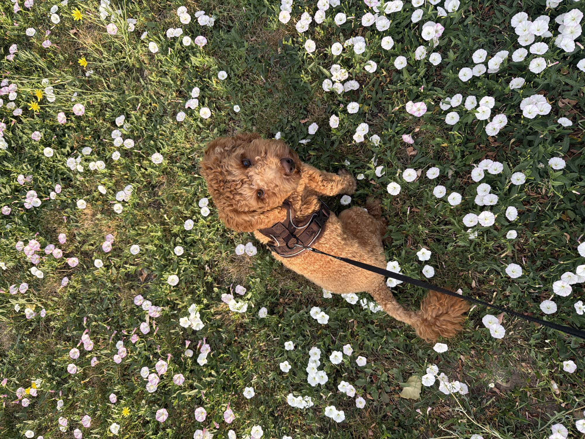 Curly brown dog resting on a wildflower-speckled patch of grass