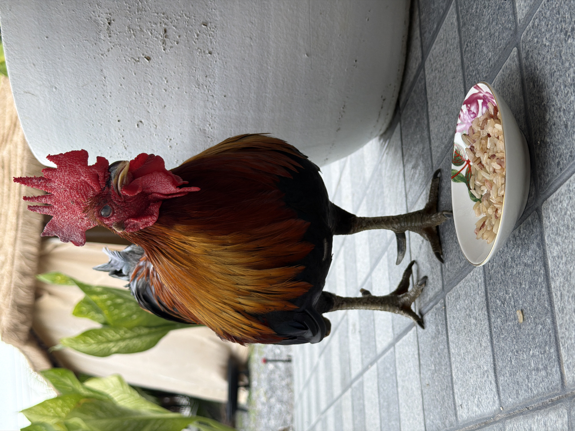 Rooster eating from a decorative bowl on a Bo Phut patio