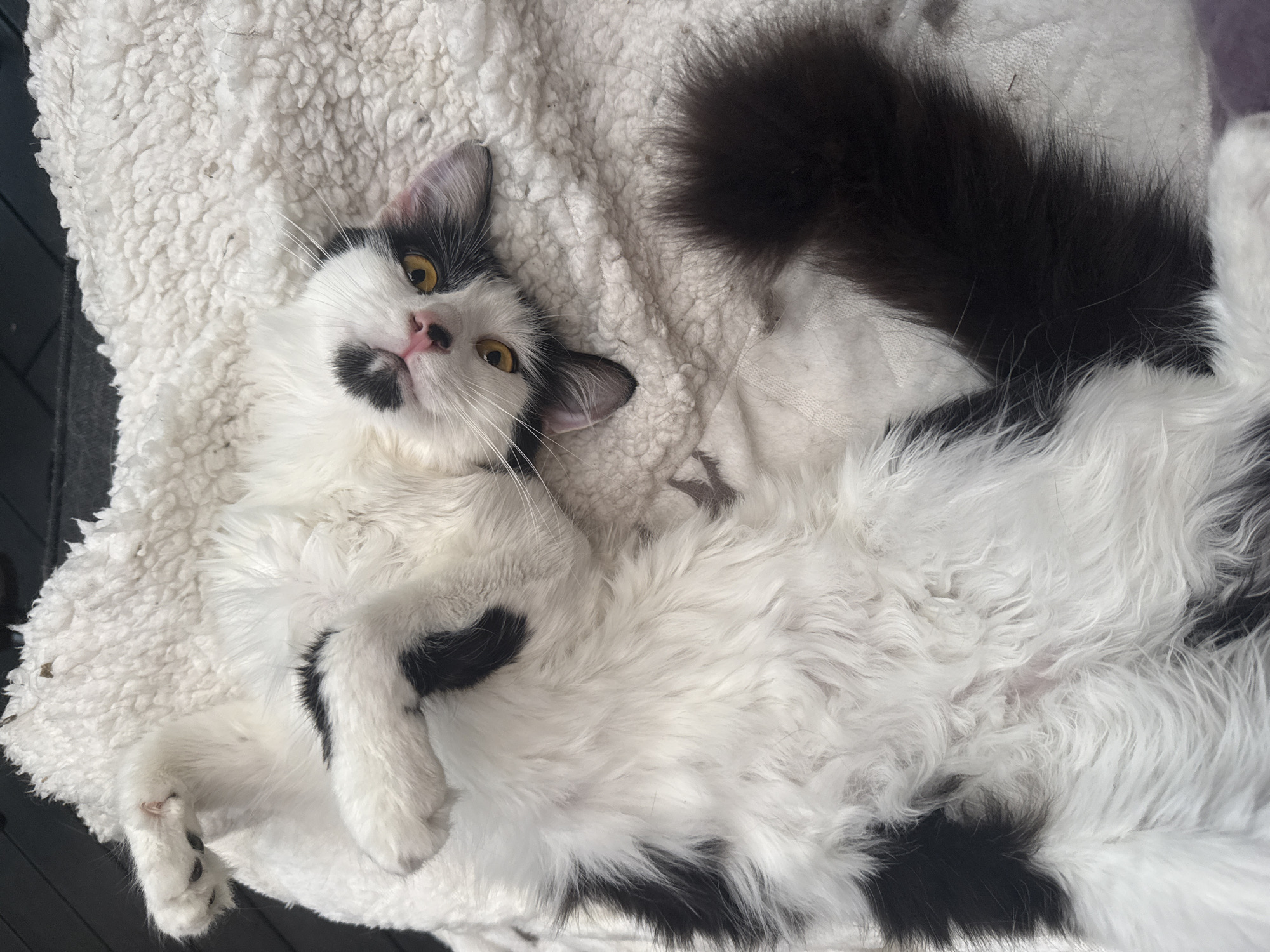 Cat lounging session captured across Sofia home and patio