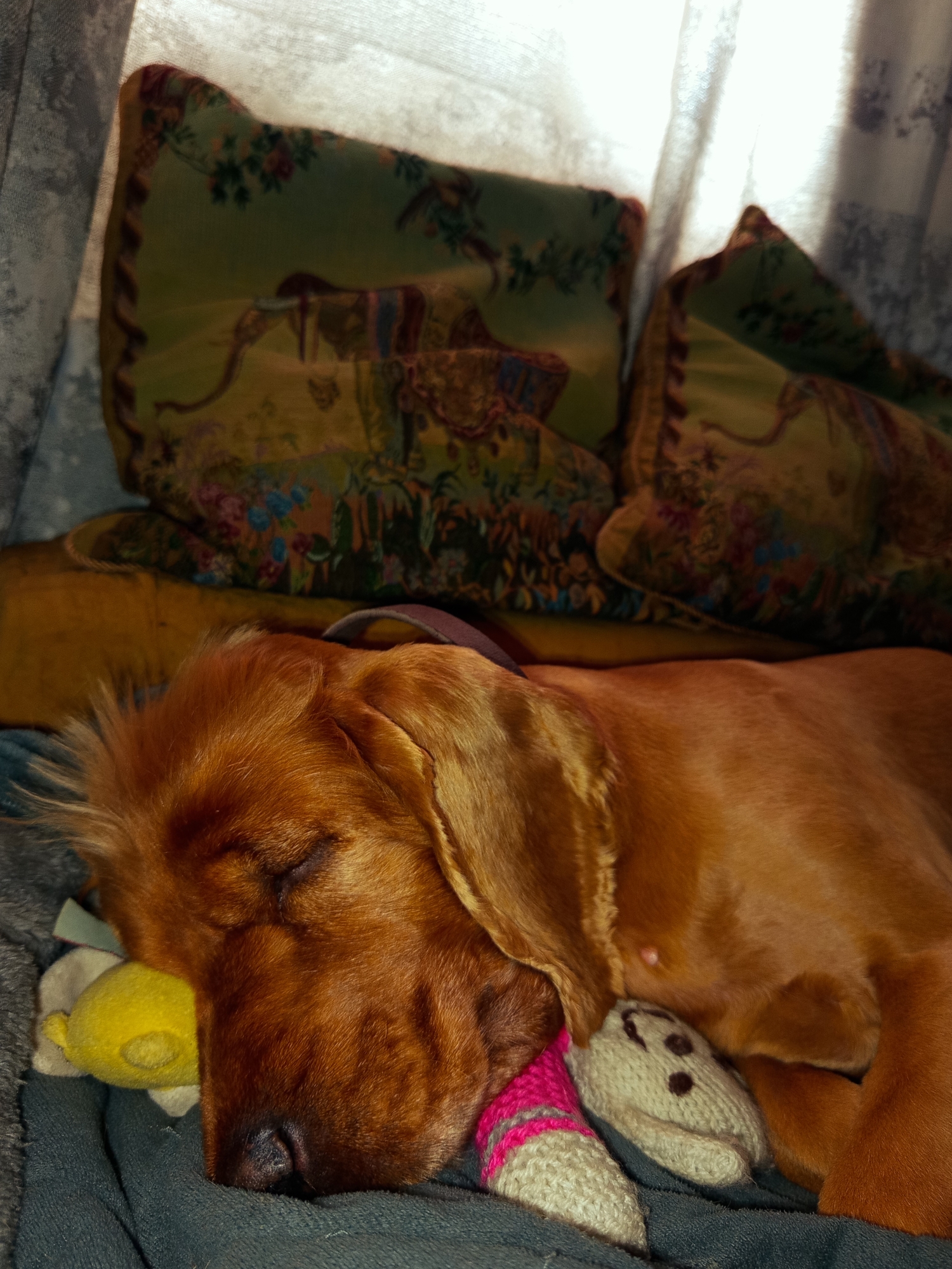 Golden dog naps with plush toys in Tbilisi home