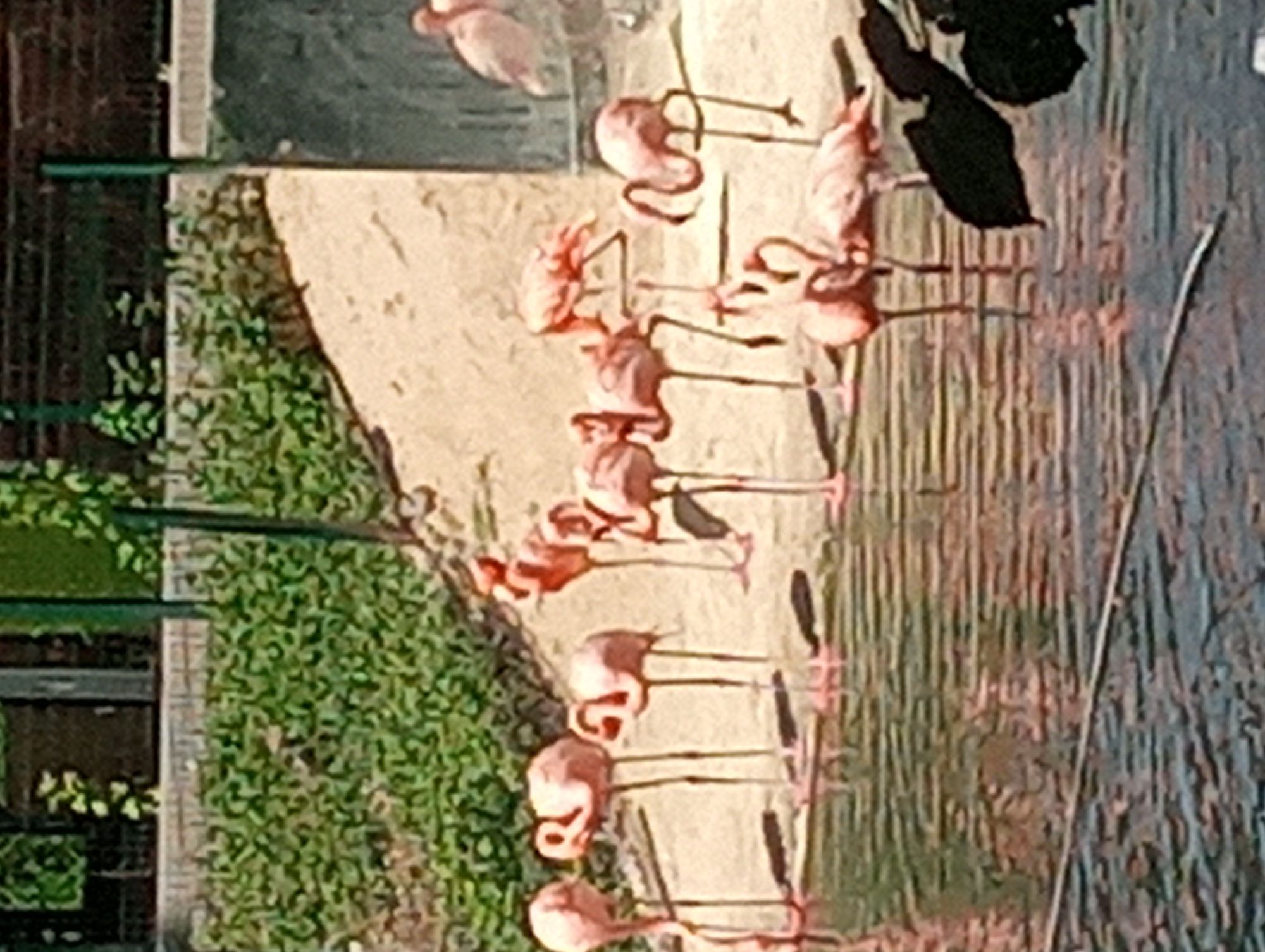 Morning tour through Almaty Zoo's diverse animal enclosures