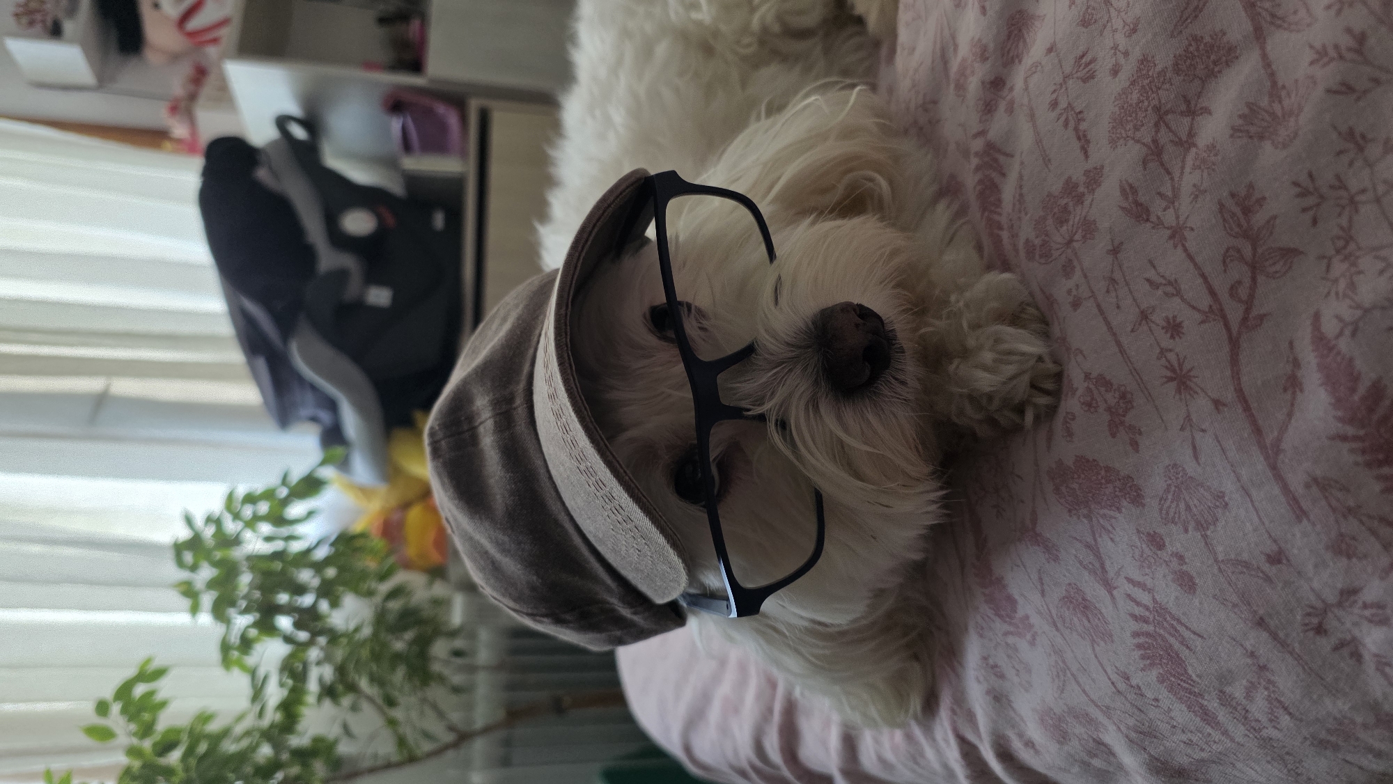 Dog photo session and baby moments captured in Blagoevgrad