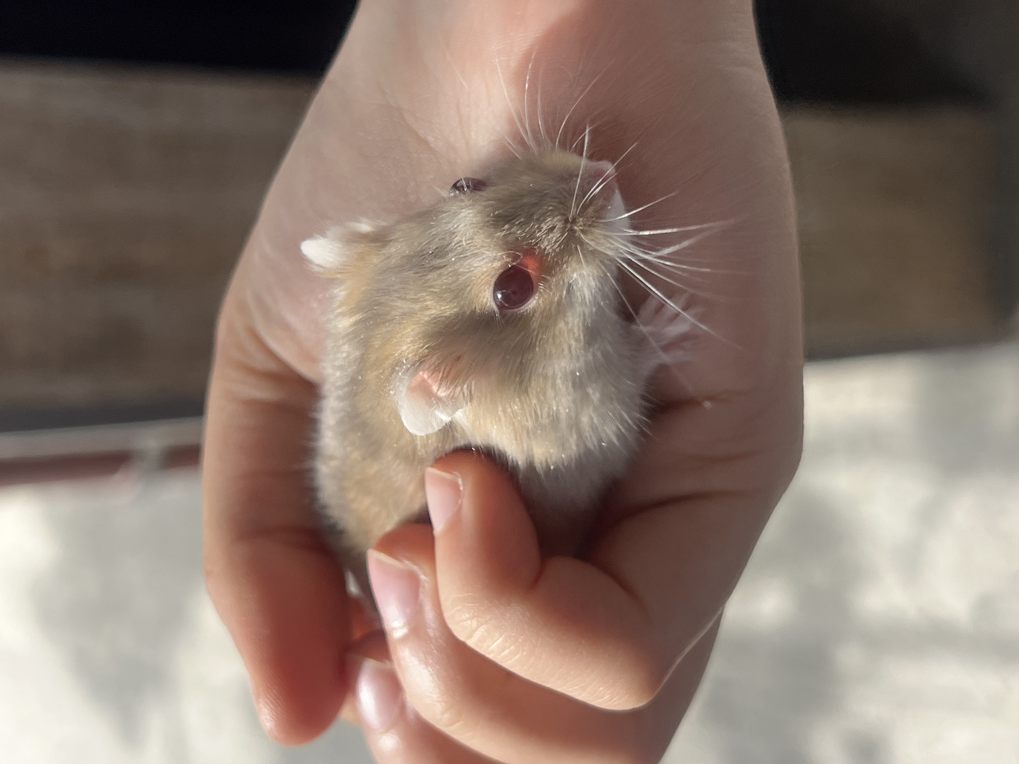 Hamster handling, ice cream gathering documented in Yerevan