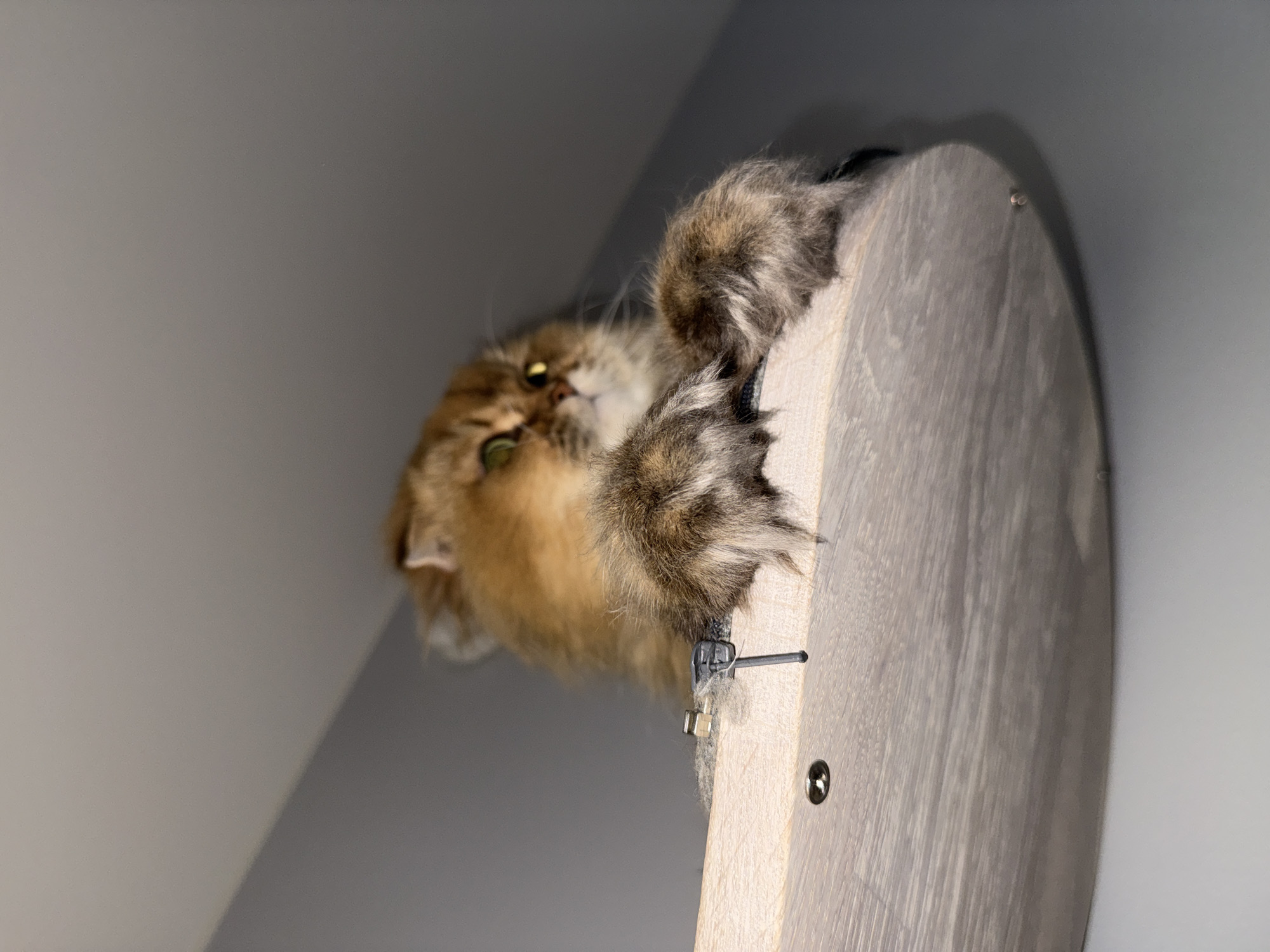 Fluffy cat spotted perching on wooden shelf in Moscow