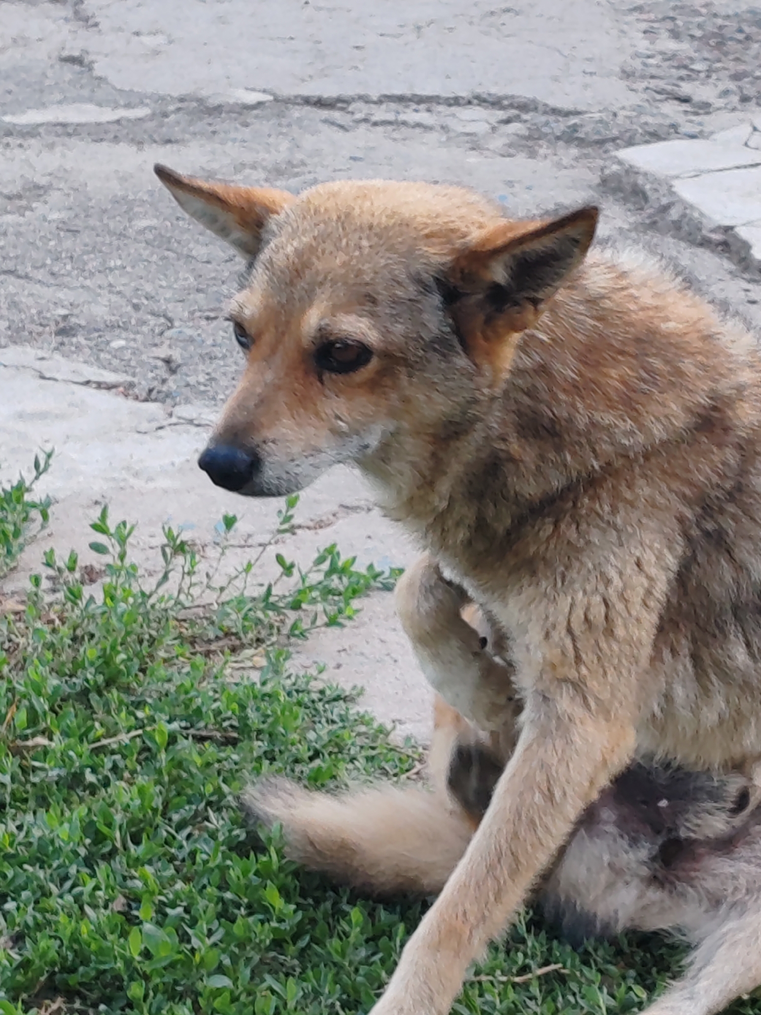 Tan dog resting on concrete, two angles.