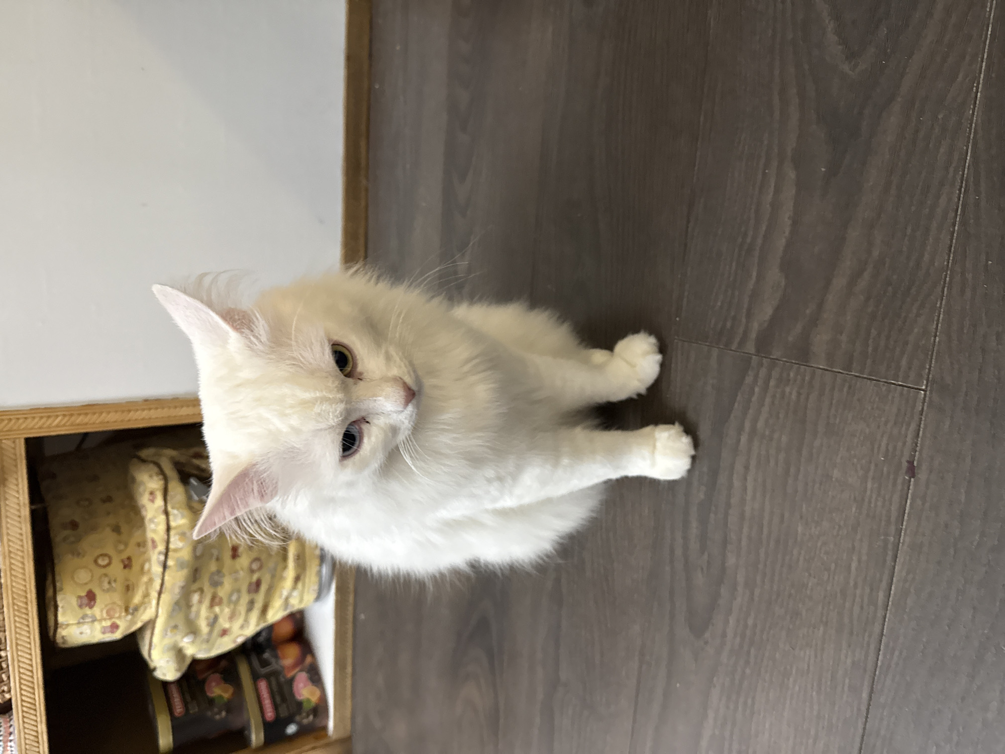 White cat relaxes at home in Bobylino, Russia