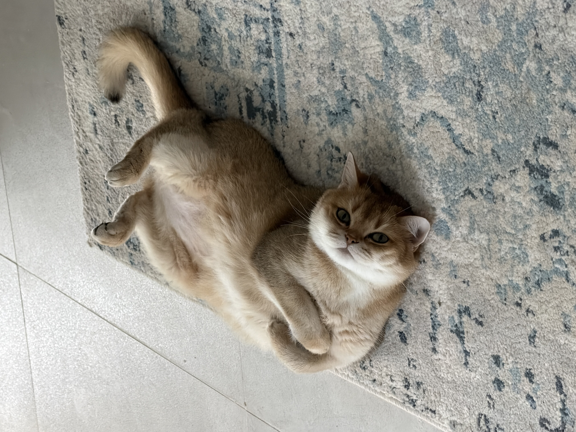 Cat relaxes belly-up on rug in Ramat Gan home