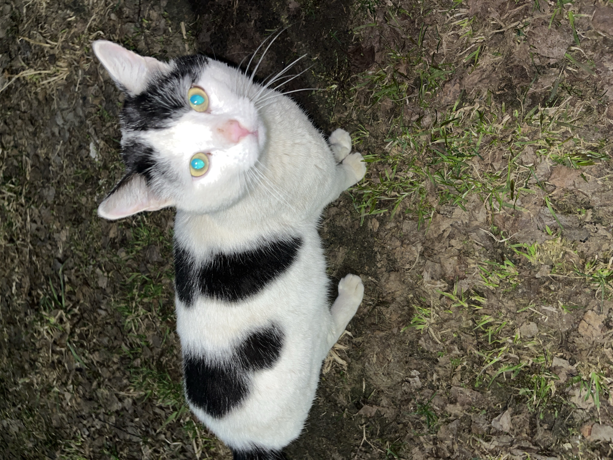 Blue-eyed spotted cat observed at dusk in Razdolye, Russia