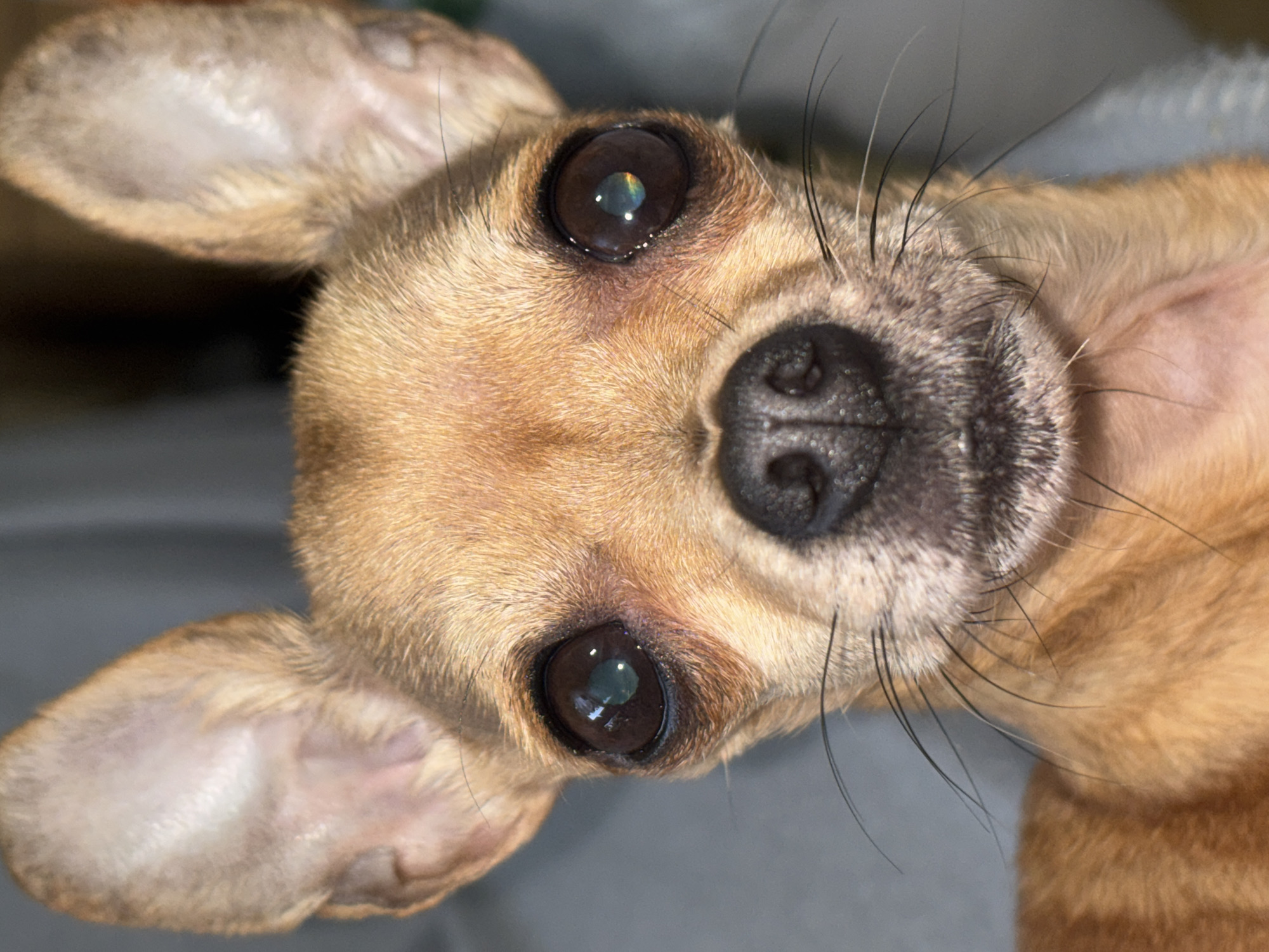 Chihuahua photographed multiple times in Plovdiv, Bulgaria