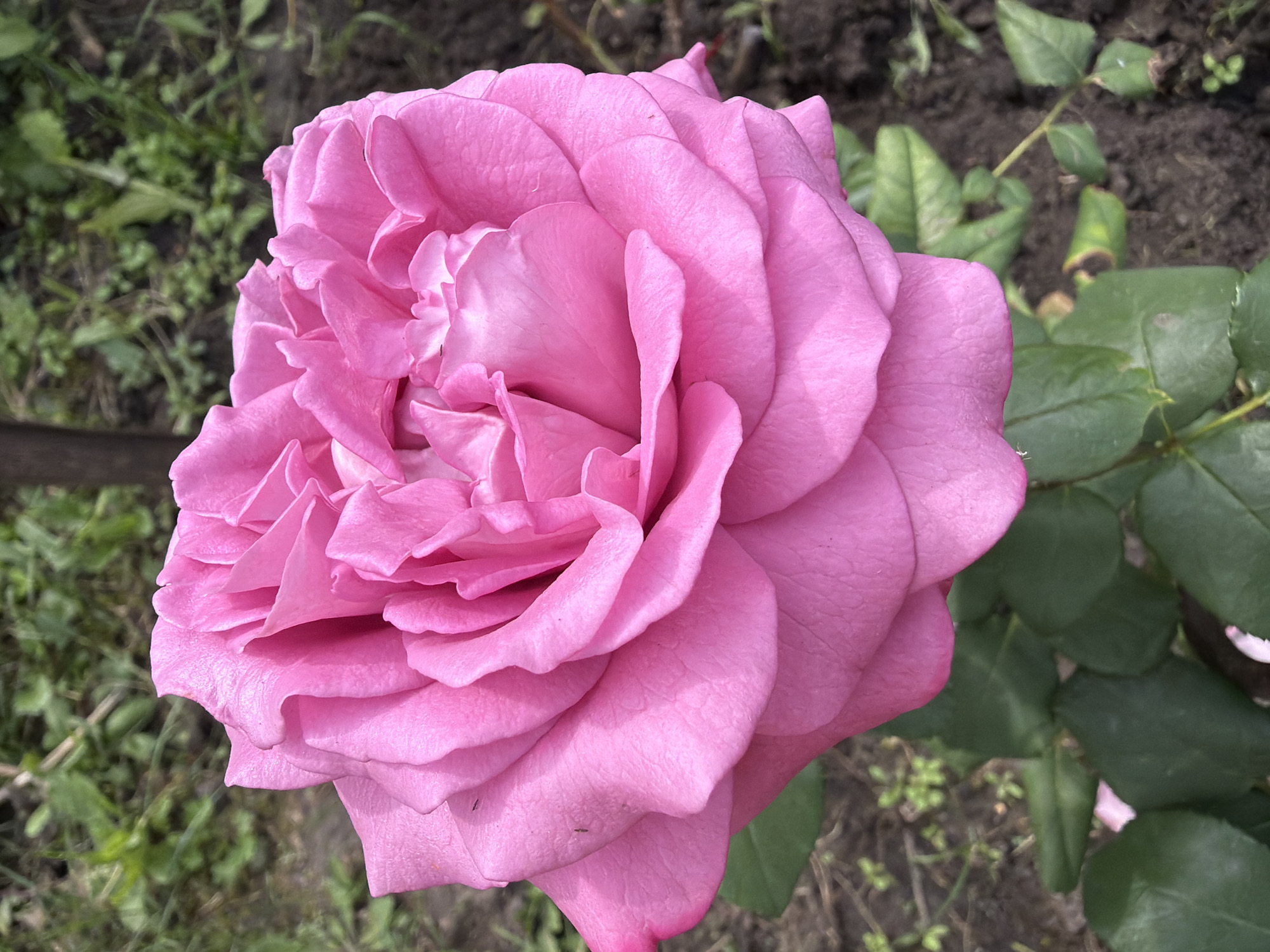 Summer garden in full swing: flowers, vegetables, and a harvest