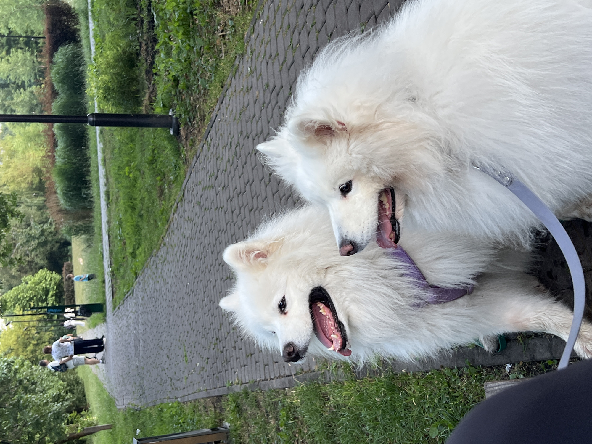 Two Samoyeds share a moment on a Lviv park path