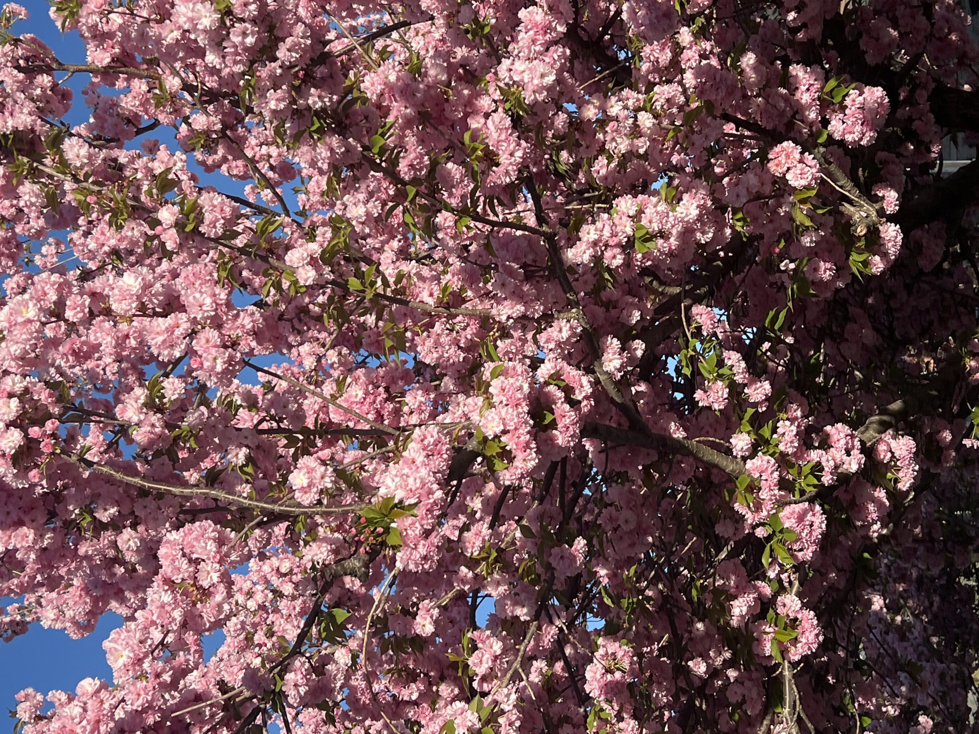 Spring blooms and wildlife observed in Newburgh Friday evening