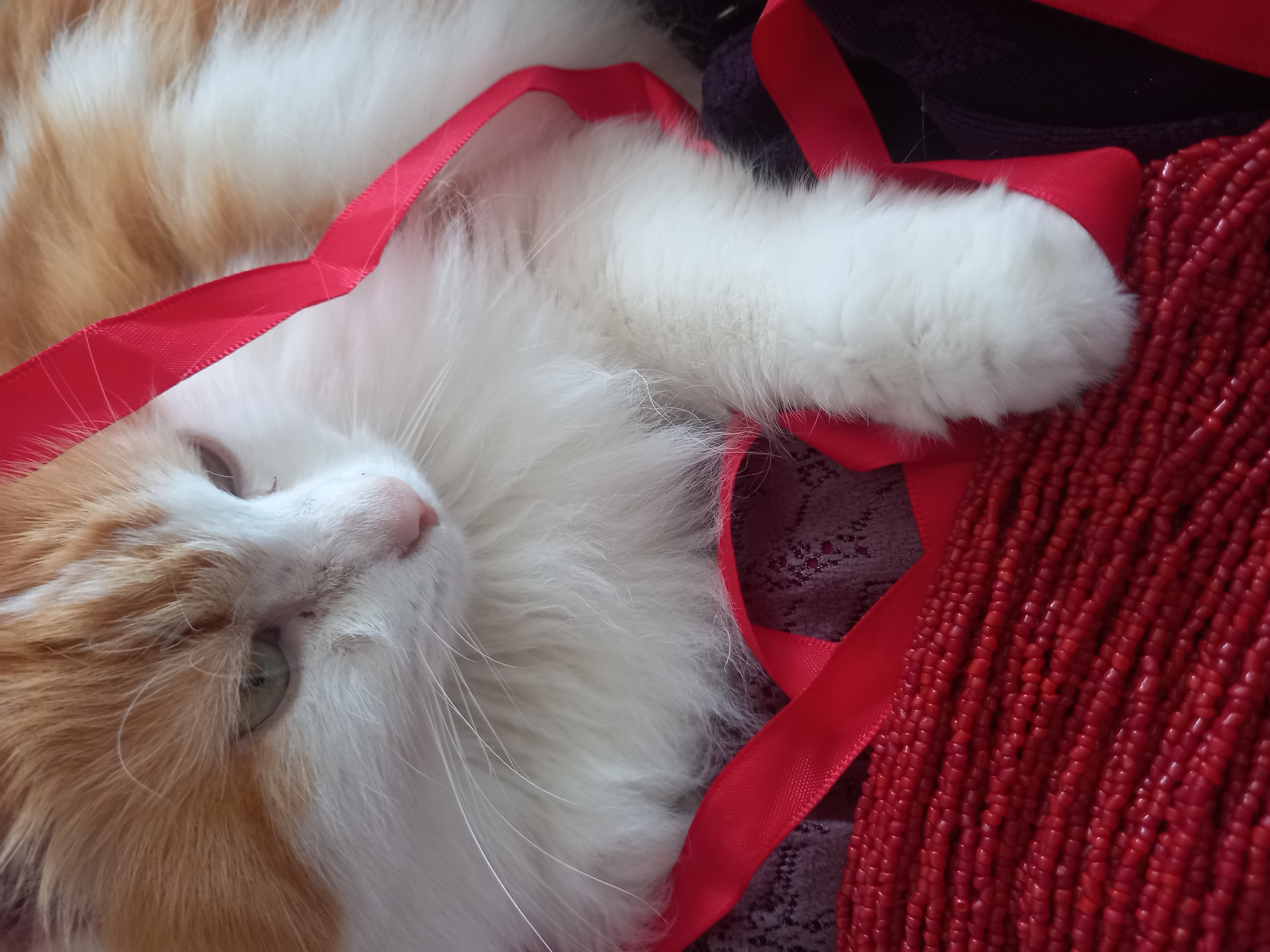 Ginger cat in Novi Pazar poses with ribbons, bags, and beads