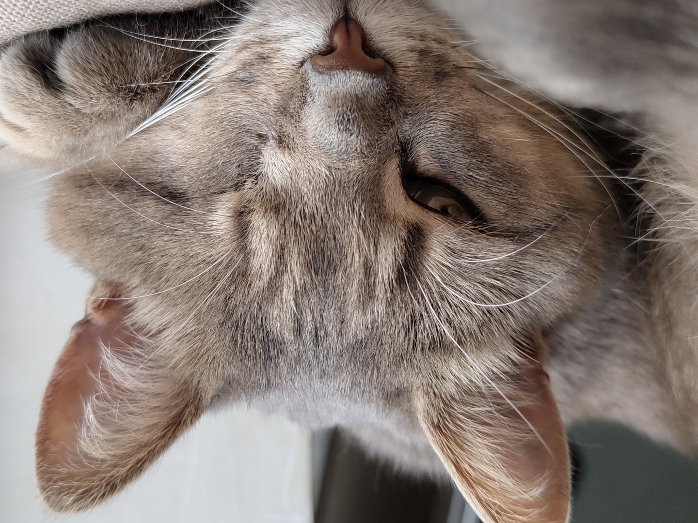 Domestic cats photographed in relaxed poses during afternoon hours