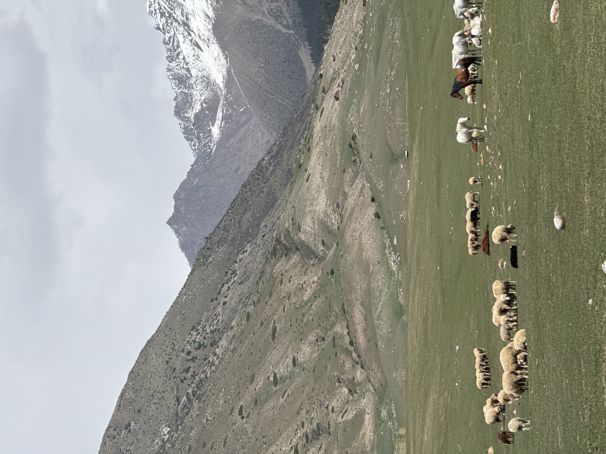Woman walks through mountain pastures with livestock in Kyrgyzstan