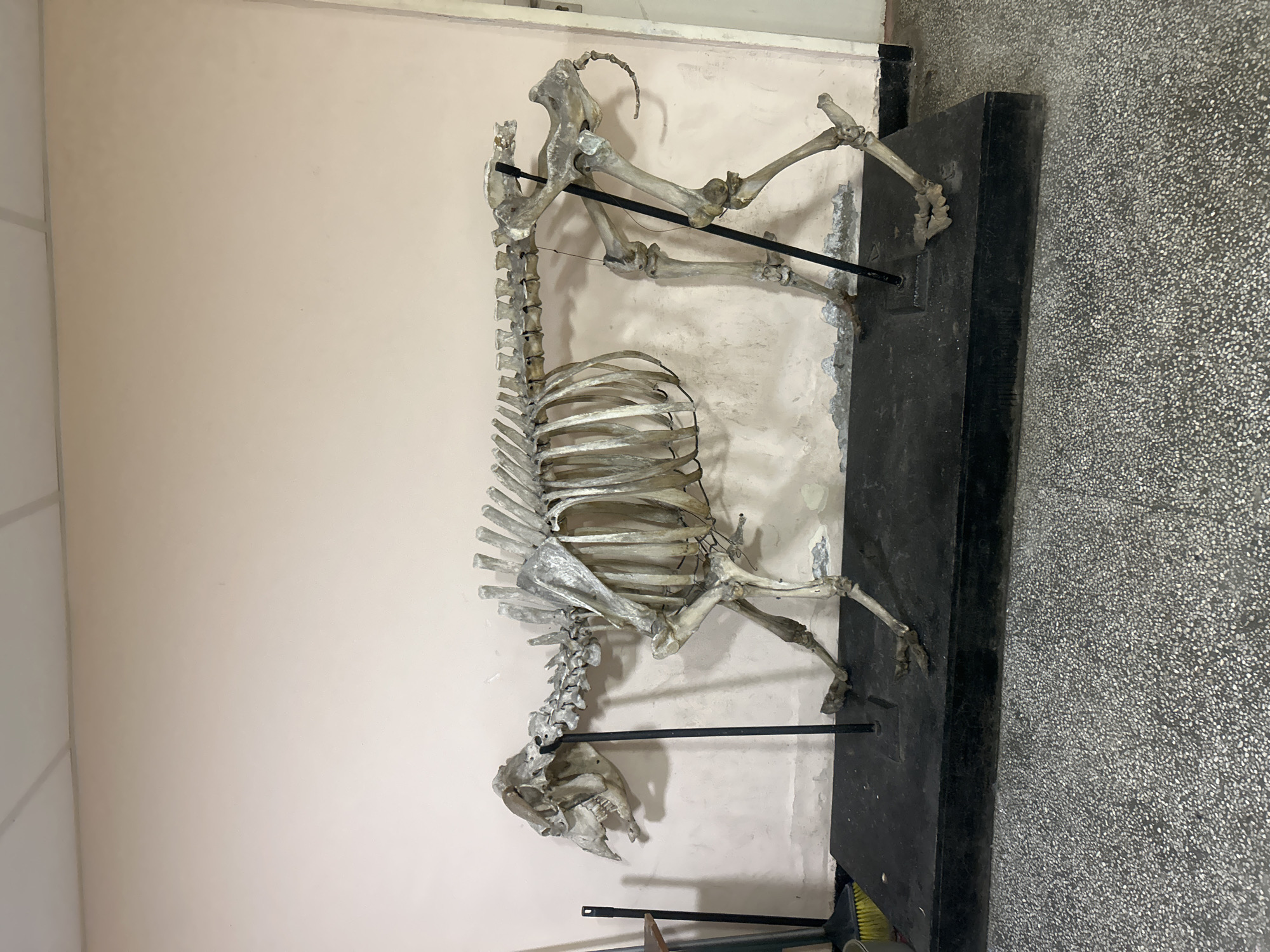 Sofia resident documents skeleton display, garbage bag, social media graphic