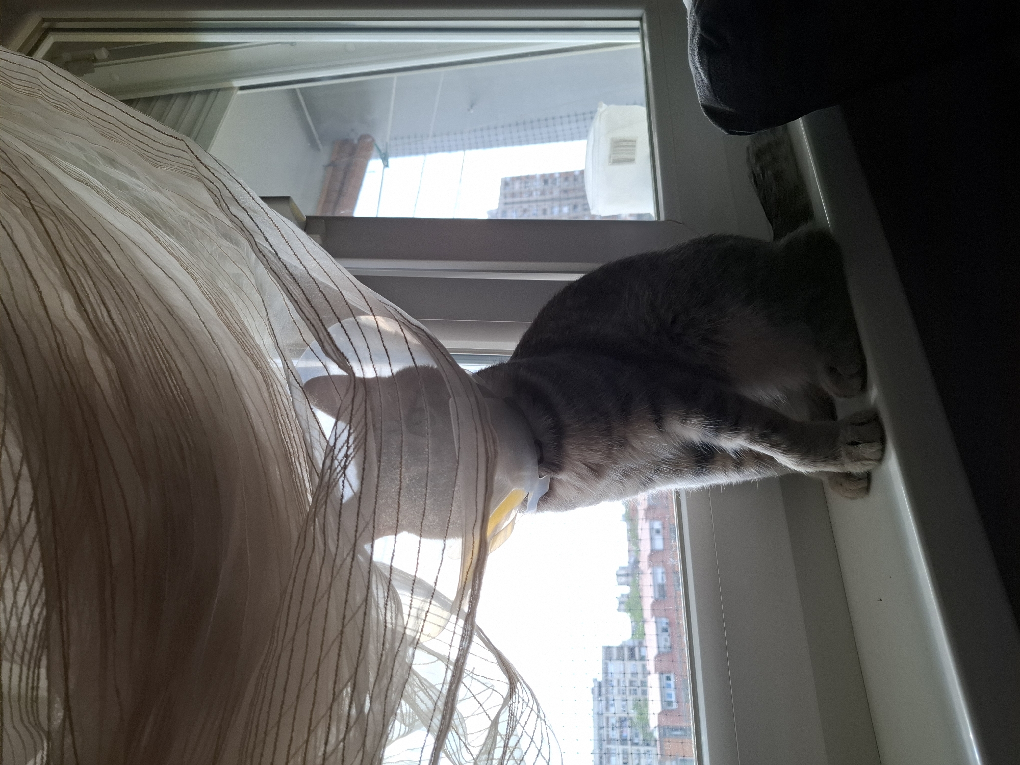 Cat in medical cone rests on windowsill in Novi Sad