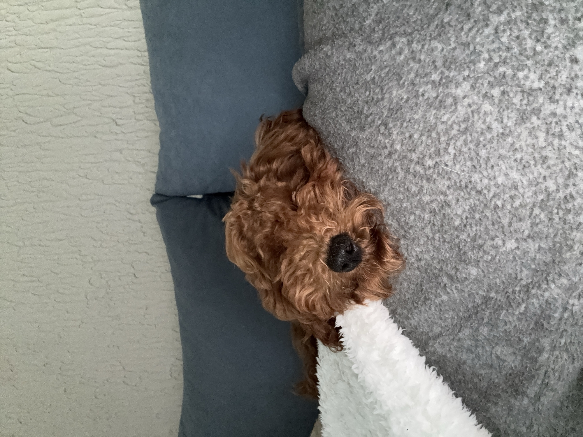 Domestic life captured in Sutomore: cooking, pets, selfies