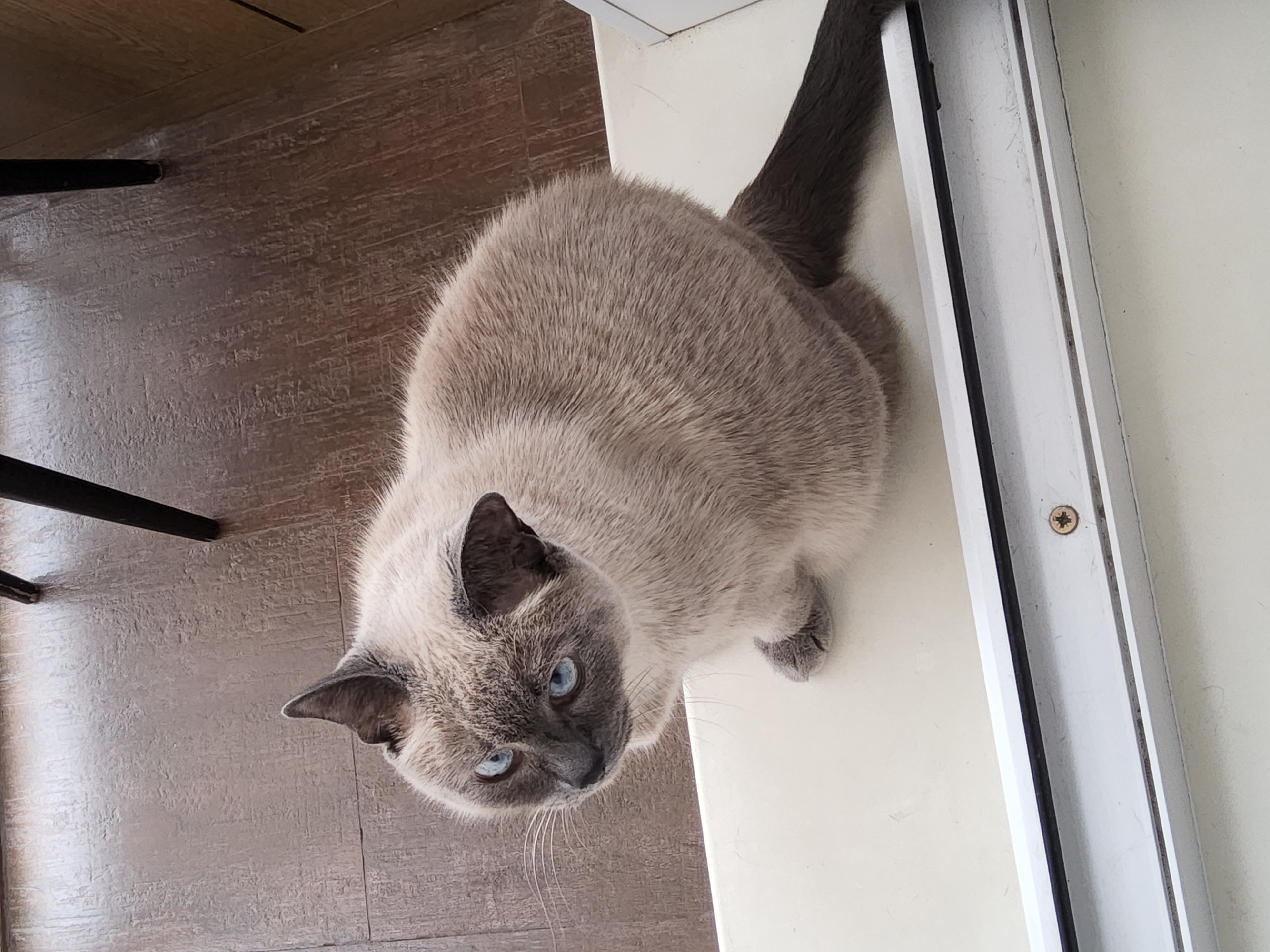 Siamese cat lounging on a windowsill in Krasnoyarsk