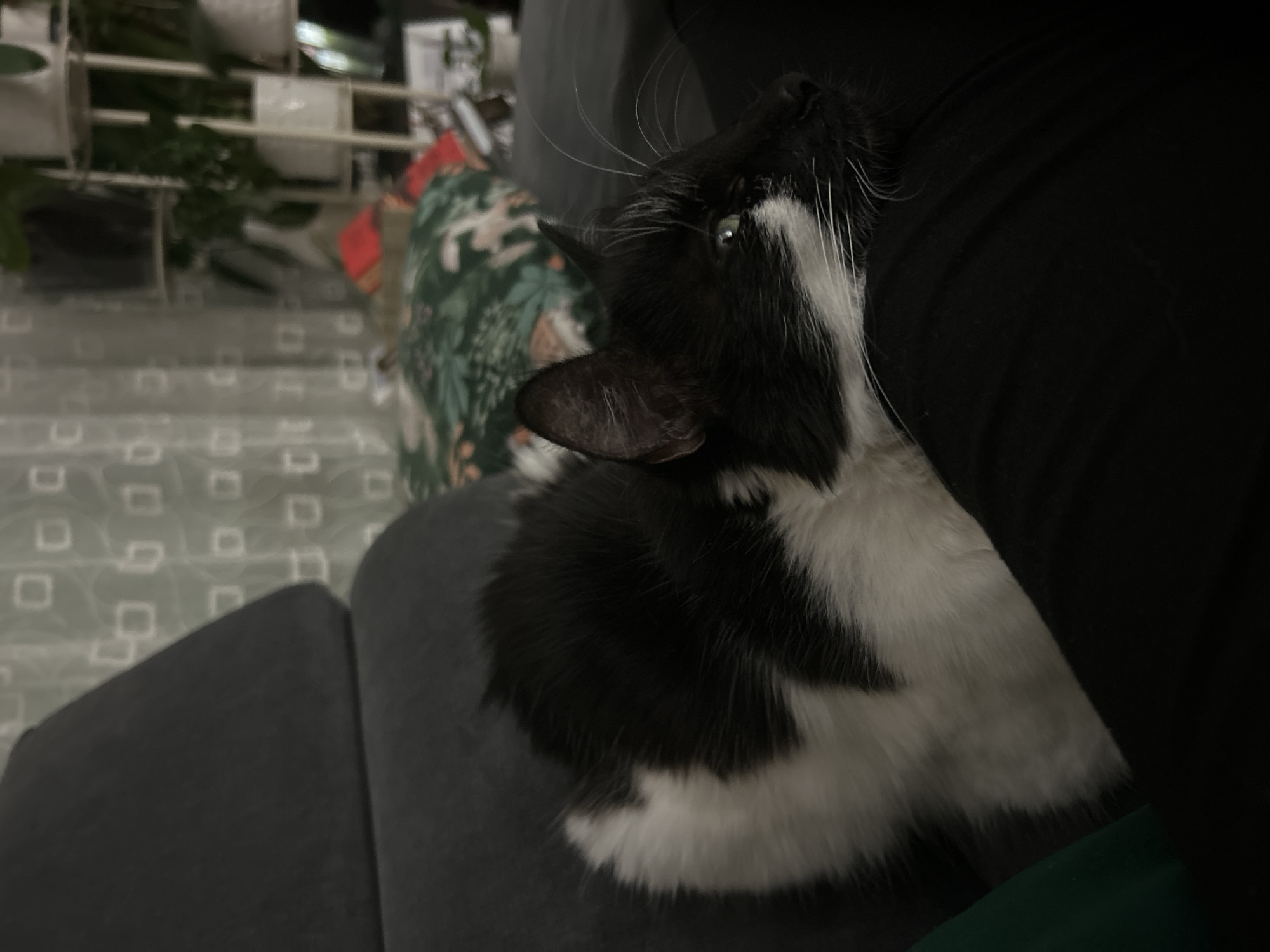 Cat relaxes on furniture with owner in Plovdiv home