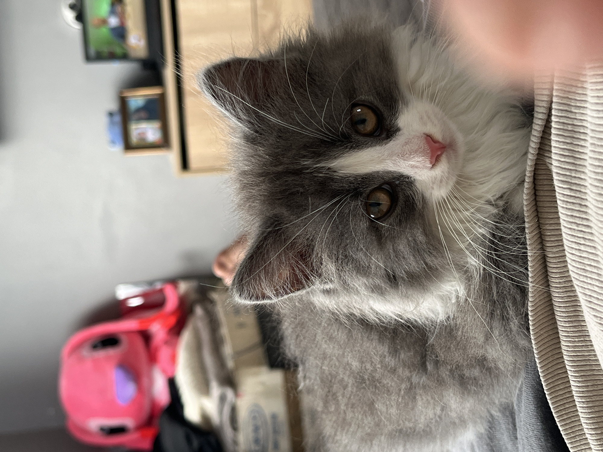Curious grey kitten photographed multiple times in Zlatitsa, Bulgaria
