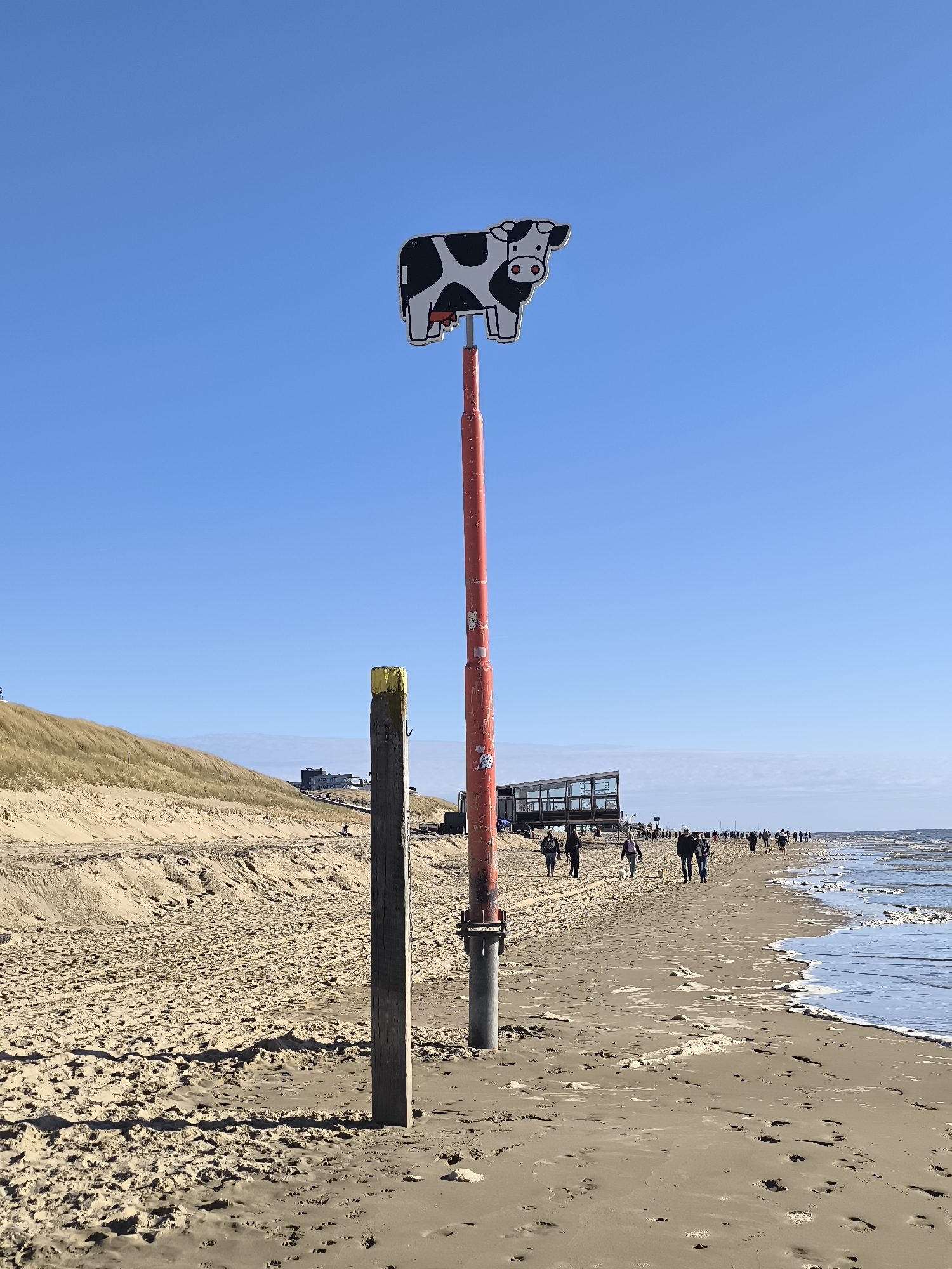 Cartoon cow pole spotted on Bergen beach