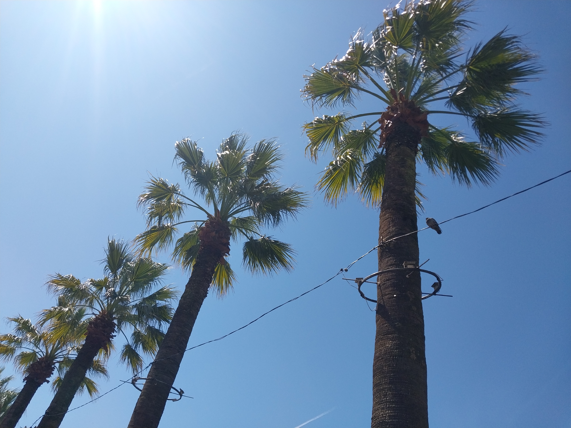 Palm trees photographed against blue sky in Sochi