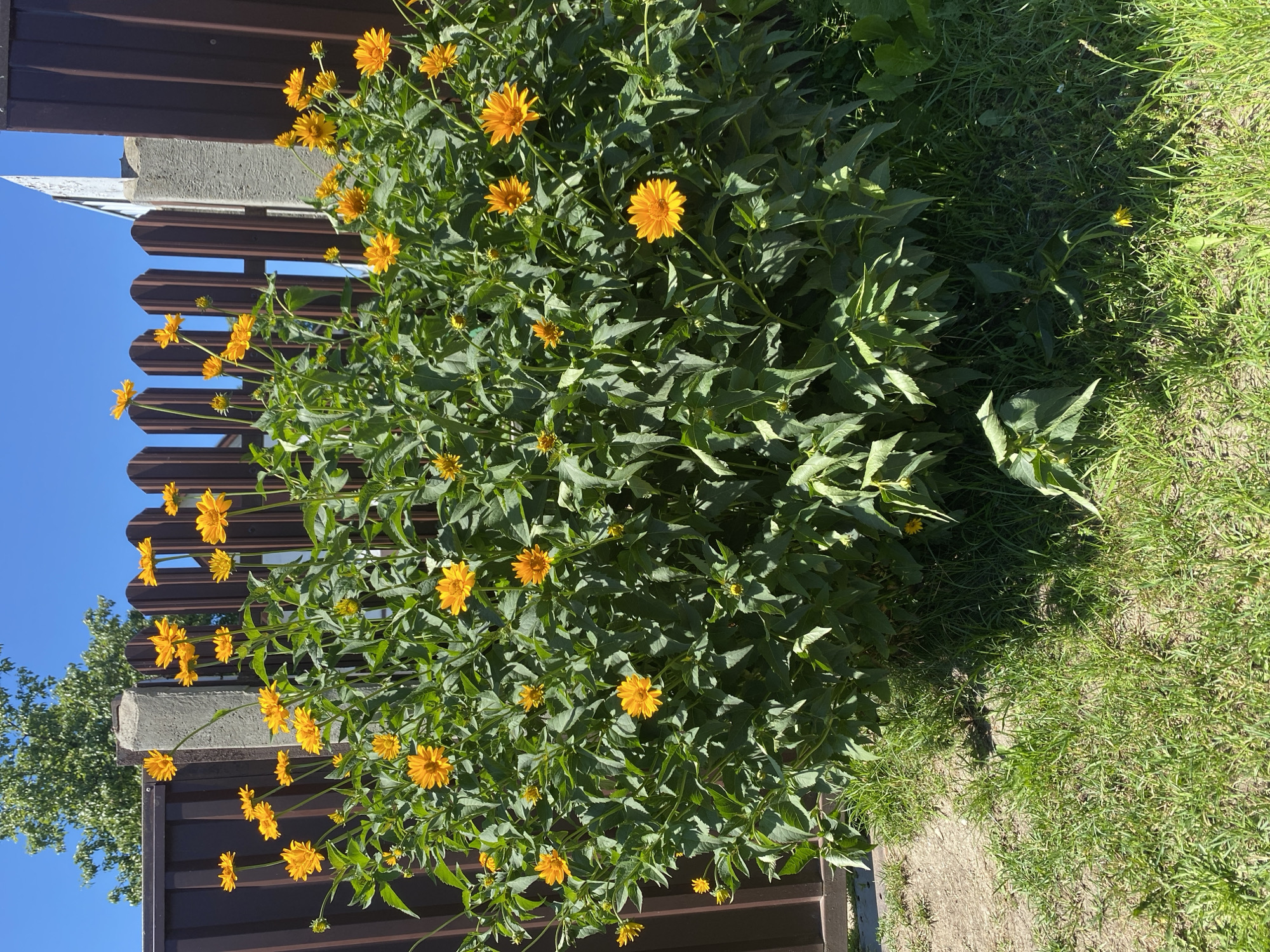 Flowering shrubs and climbing vines along Brest fences in summer