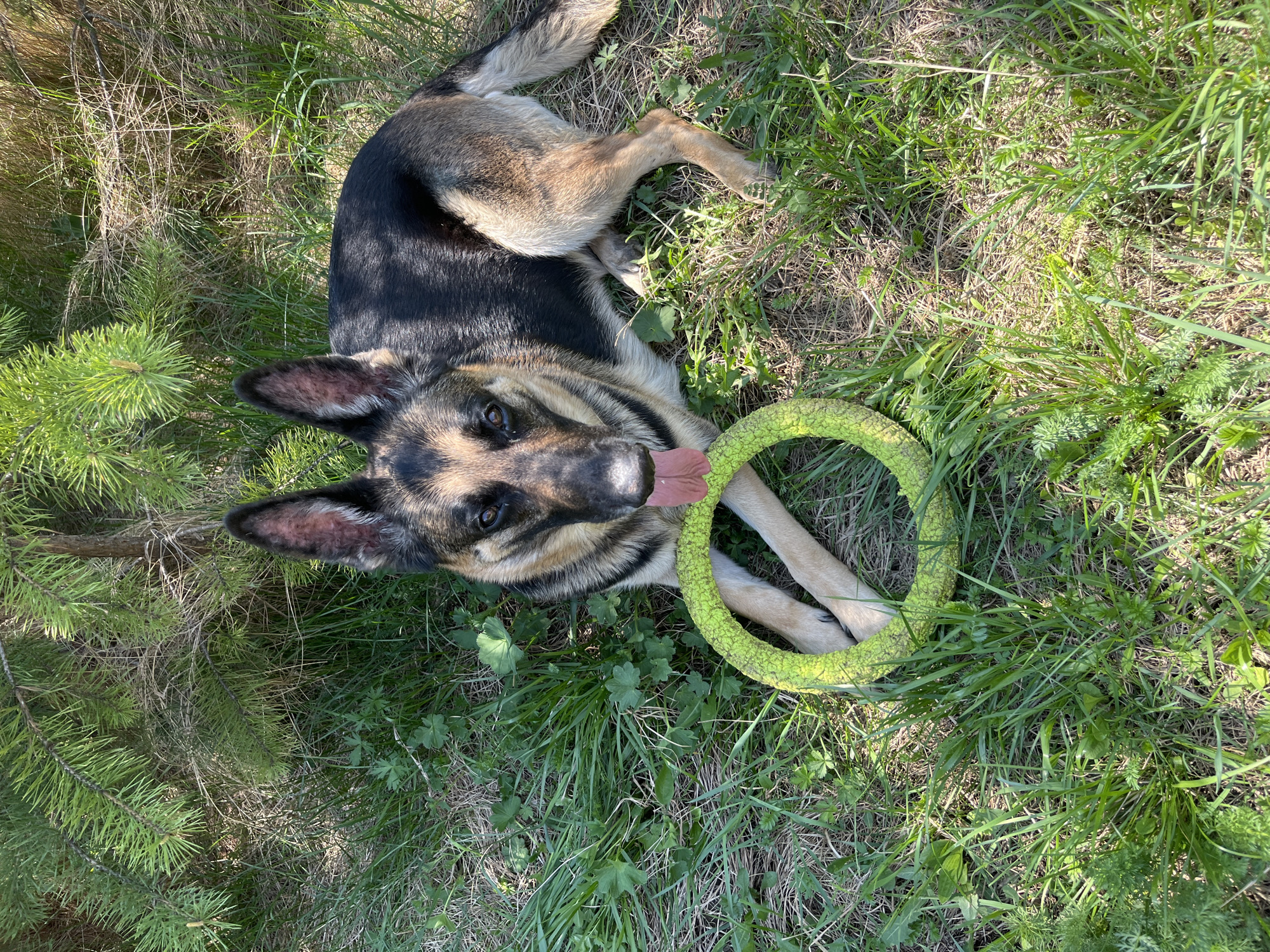 Dogs play and feed in Nizhny Tagil park