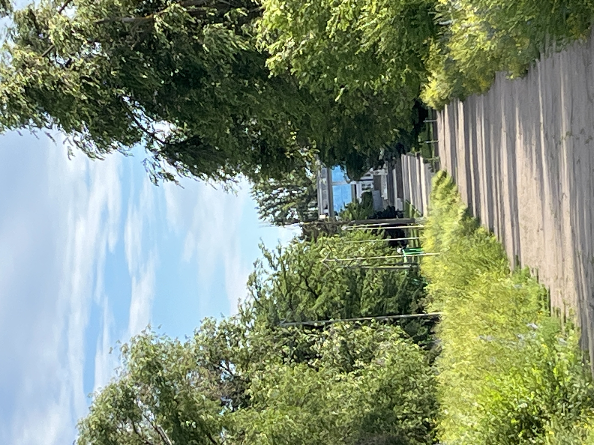 Botanical walk through Shyroka Dacha parks and riverside