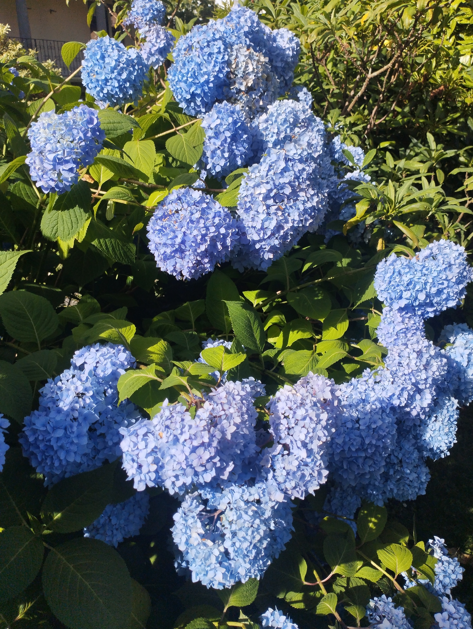 Exploring Biasca's streets, gardens and blooming hydrangeas in Switzerland