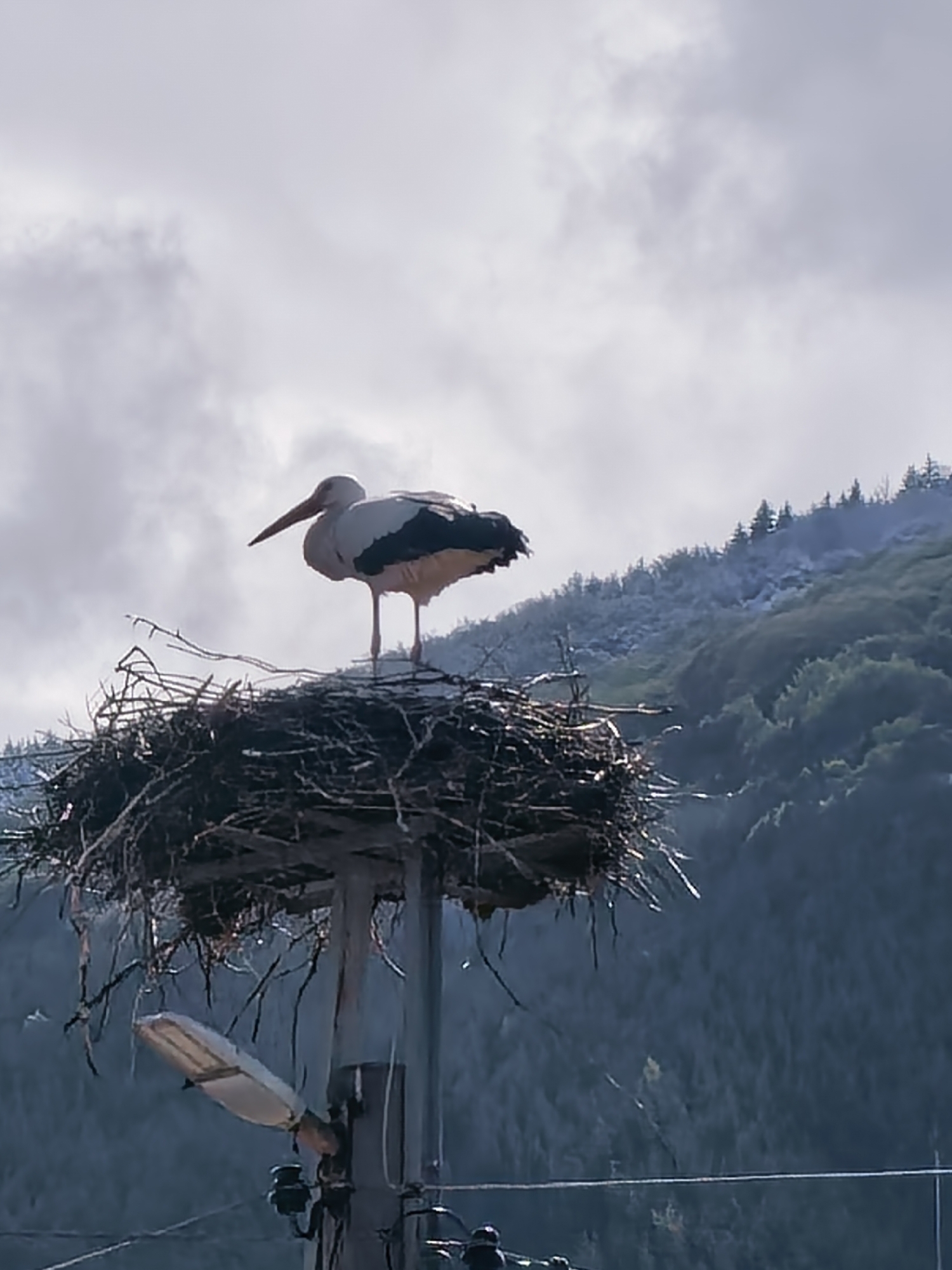 White stork spotted nesting on utility pole in Bulgarian village