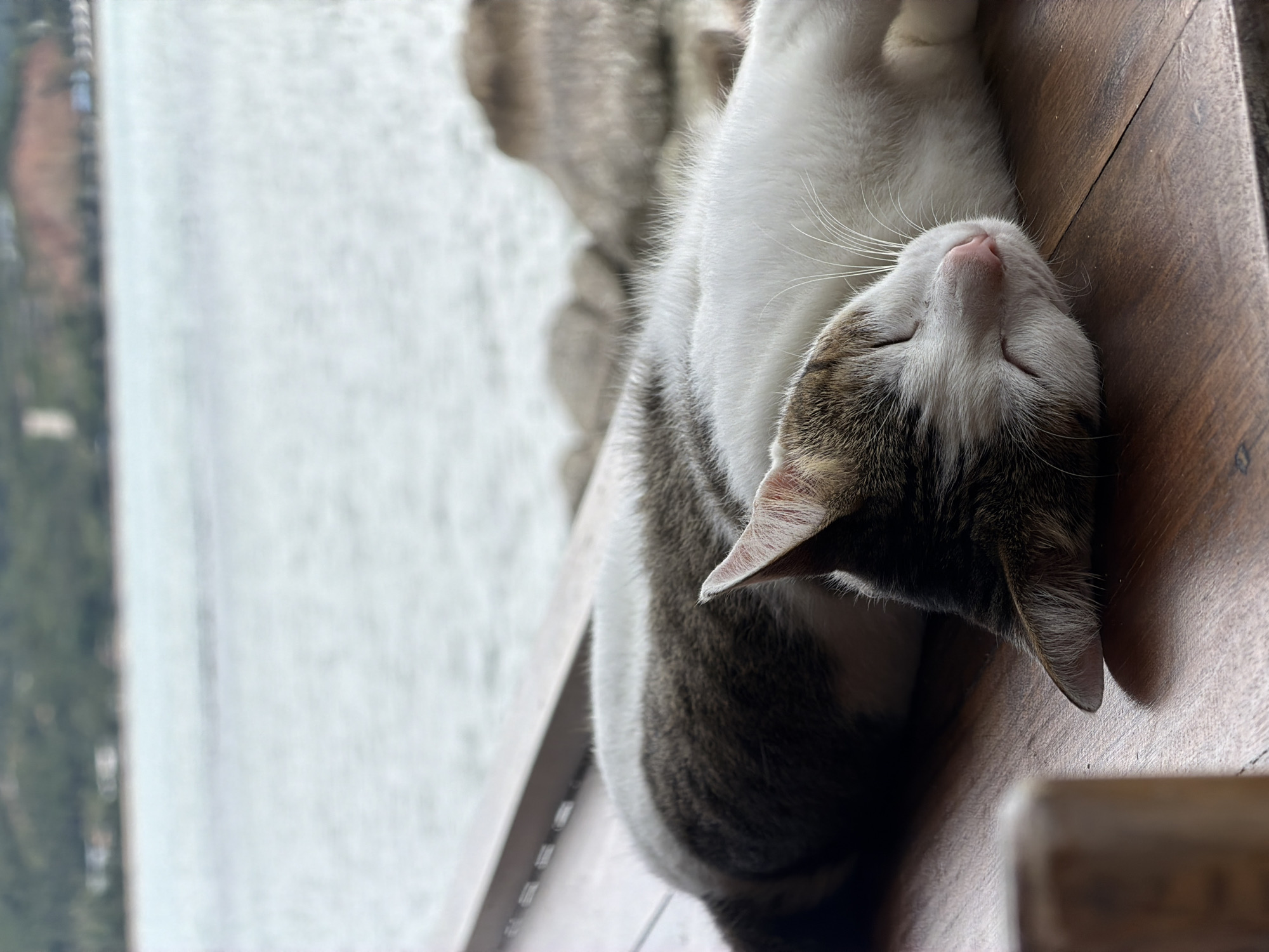 Sleeping cat and weathered shrine statue in Ko Samui