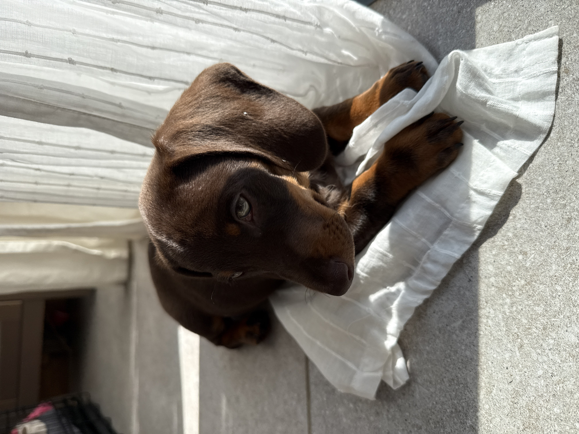 Dachshund puppy rests on white cloth in Raanana home