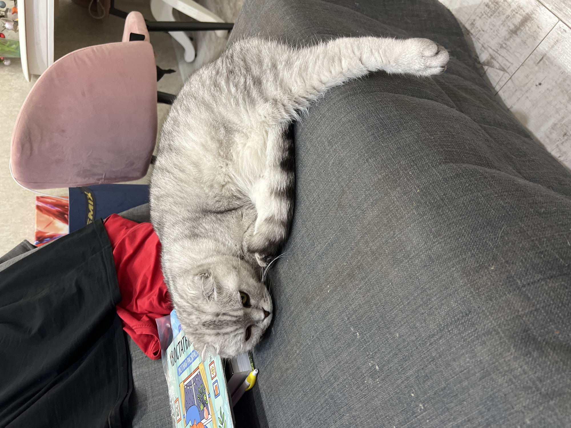 Scottish Fold cat enjoys lazy afternoon in Cheboksary home