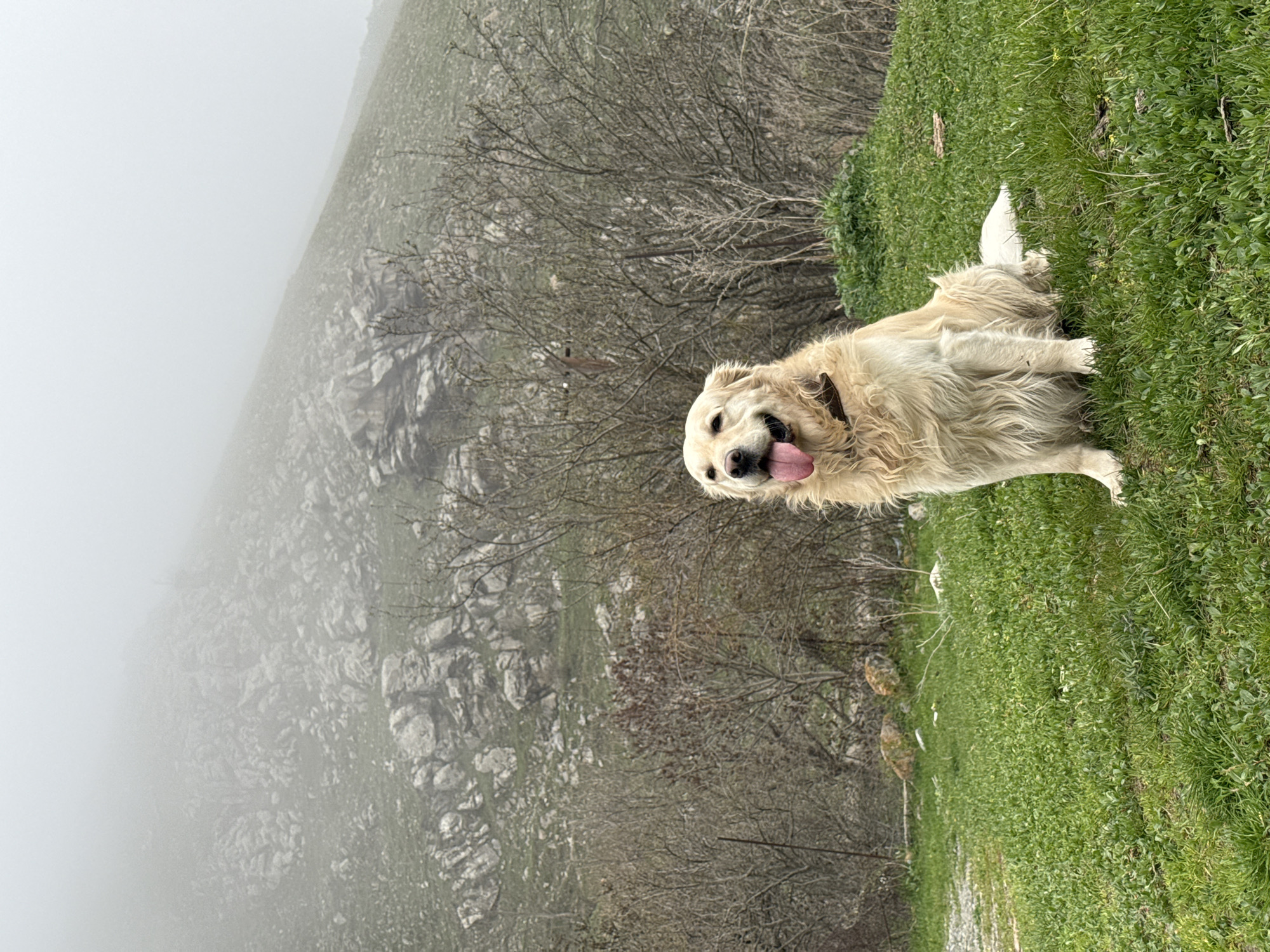 Spring flower gathering documented in foggy Armenian mountains