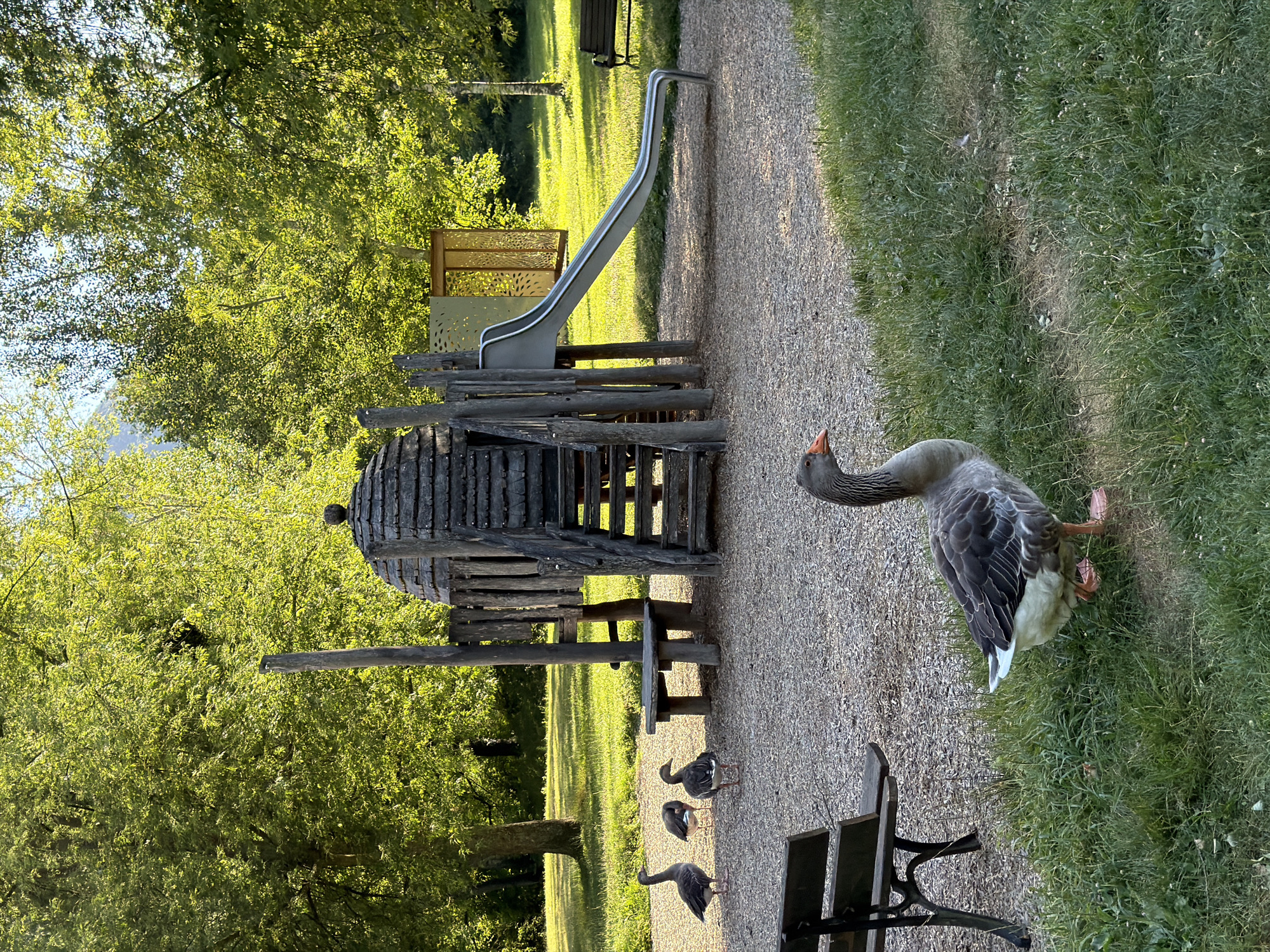 Geese, fish, and a playground at a Vizille park