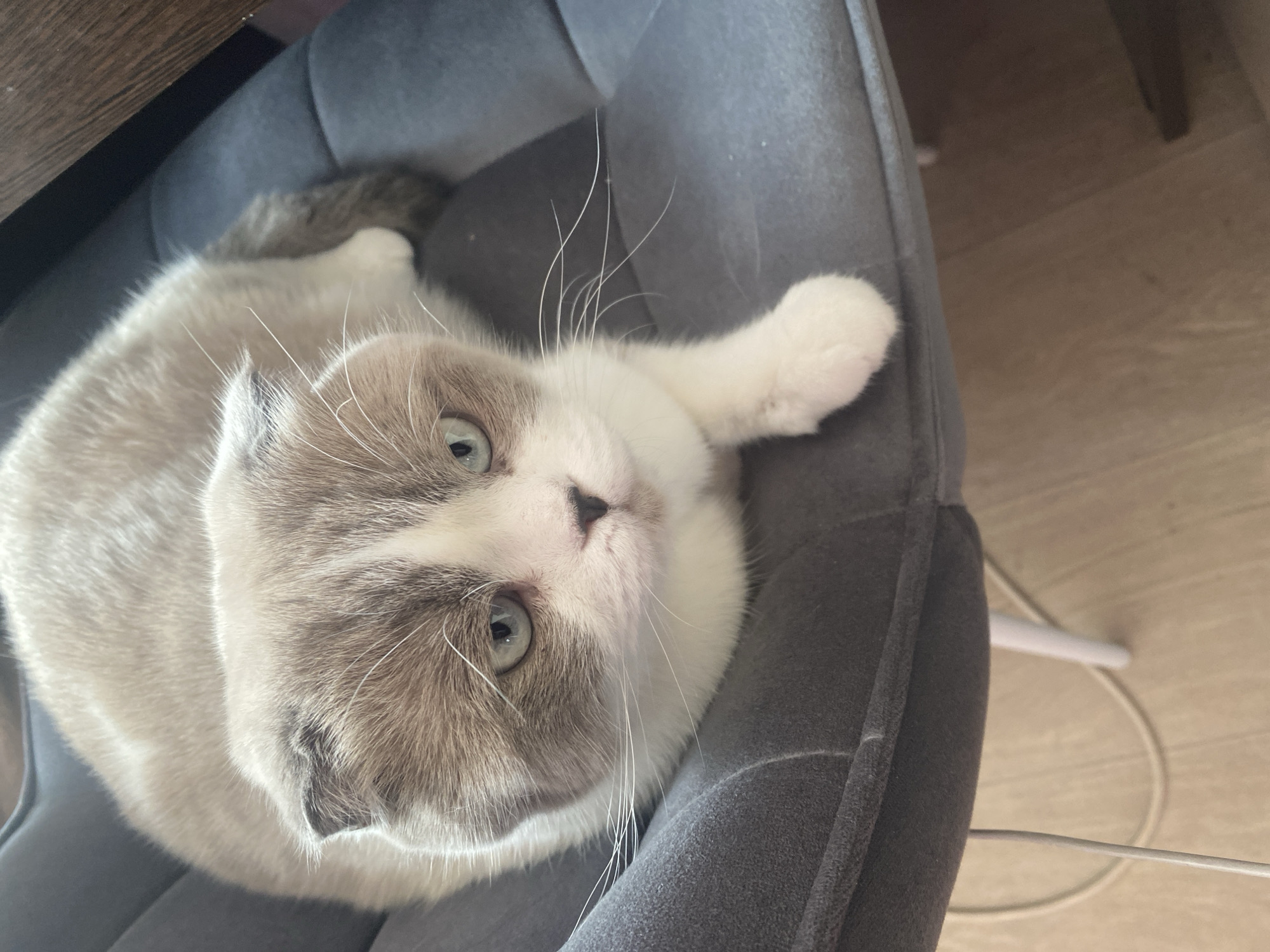 Domestic cats observed resting indoors during early morning in Novokuznetsk