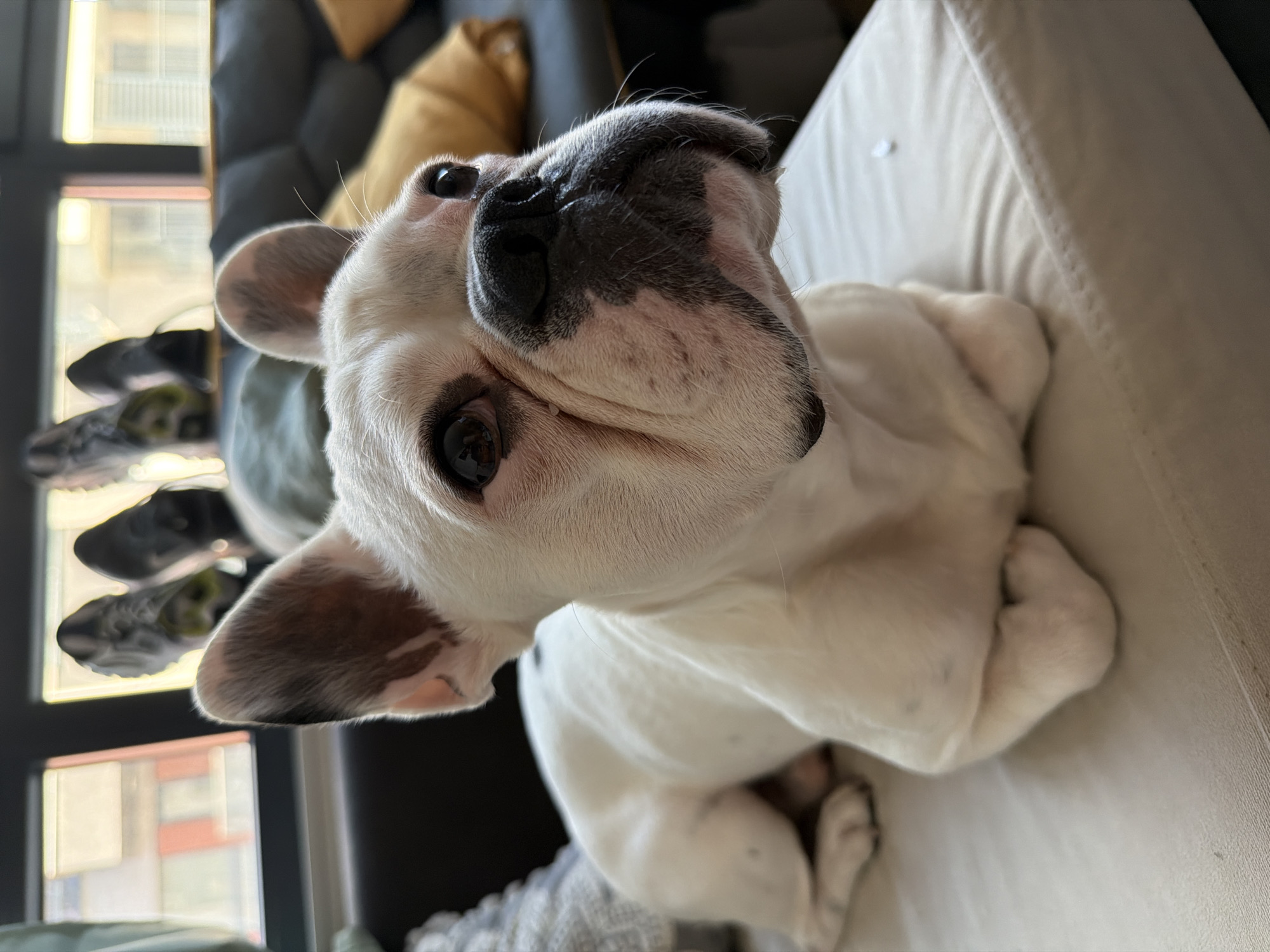 Lazy Sofia morning: French bulldog, French toast.