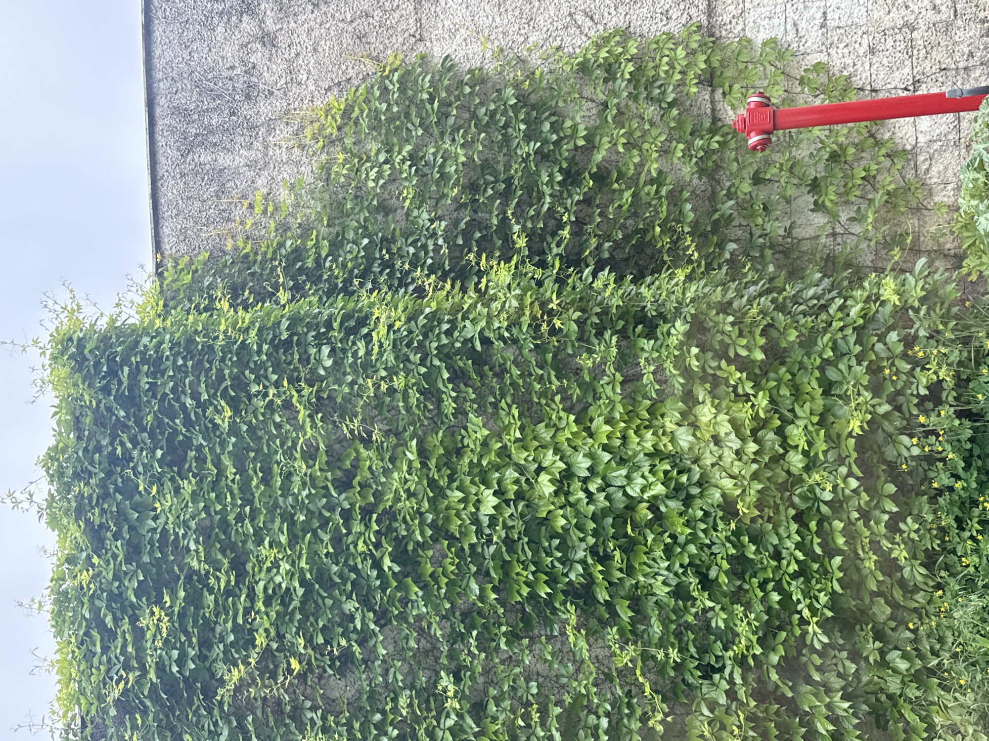 Ivy-covered wall with fire hydrant observed in Shumen