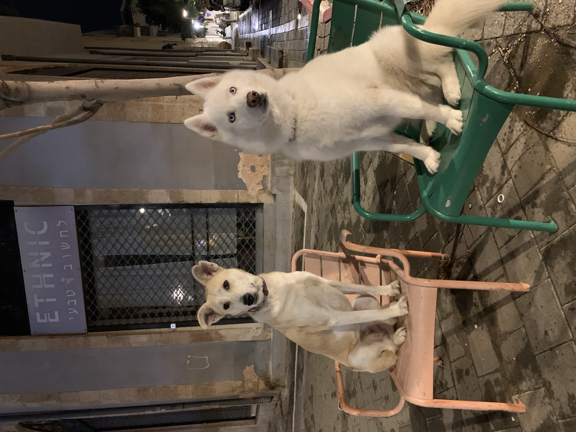 Dog observed indoors under dim red lighting in Tel Aviv
