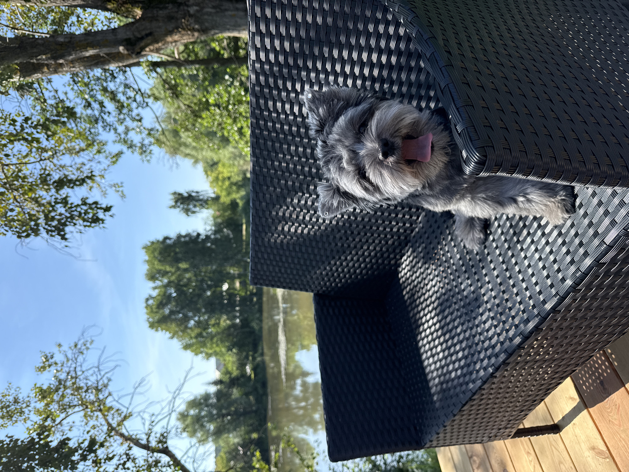 Sunny deck hangout with a small grey dog by the water