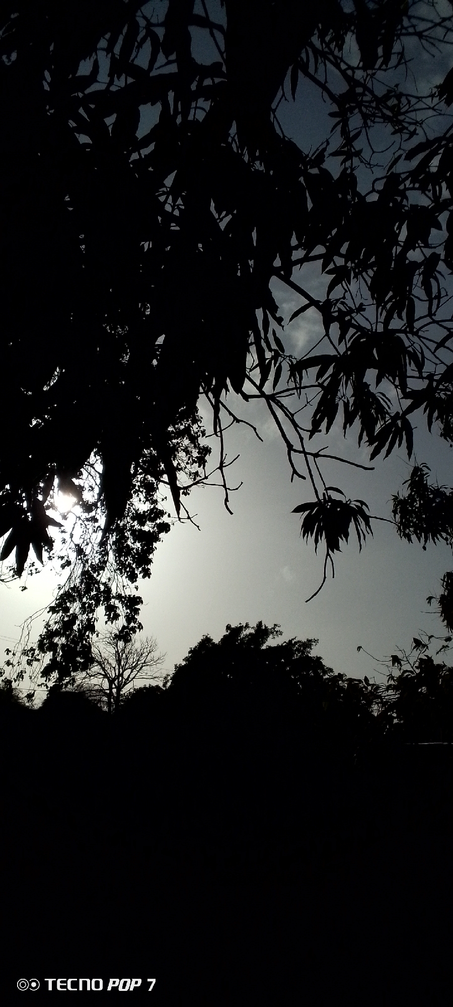 Hour of quiet moments: trees, sky, dog in Altagracia