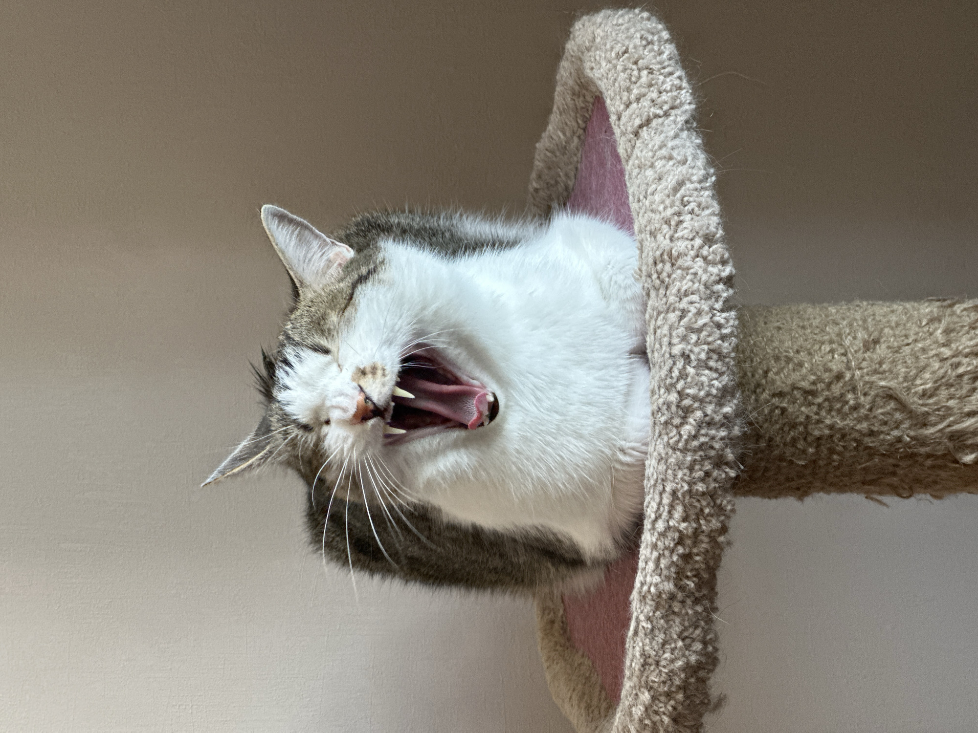 Domestic cat observed in routine morning activities in Krasnoyarsk