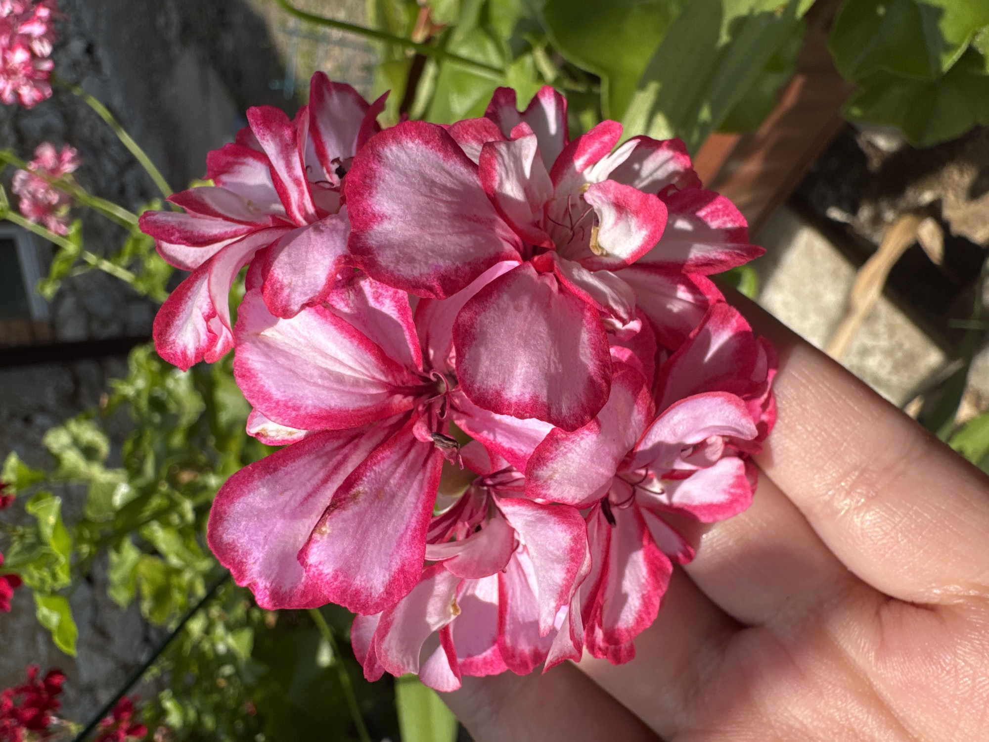 Summer garden check-in across two Bulgarian villages