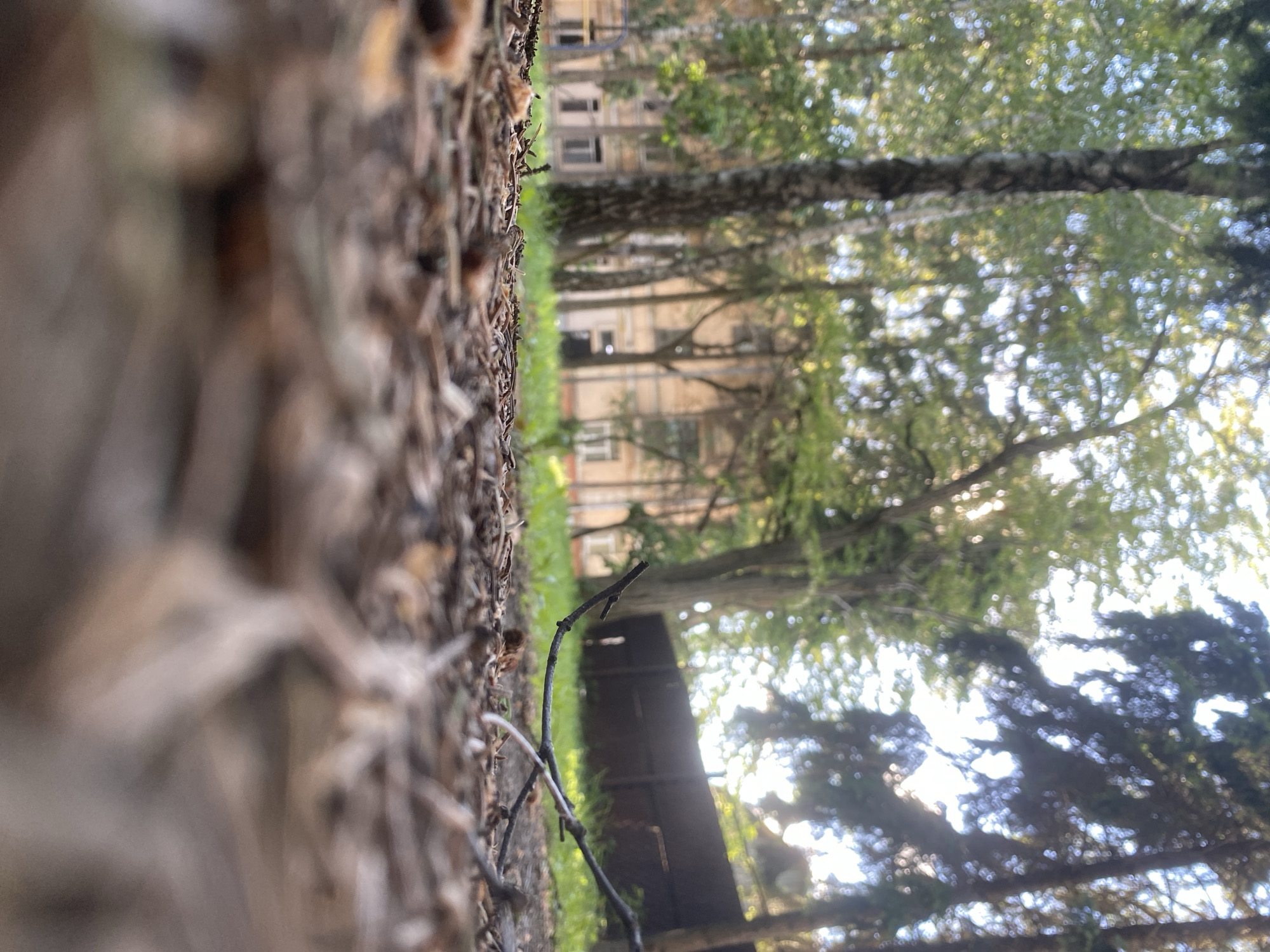 Afternoon park walk documented in Poltava, Ukraine