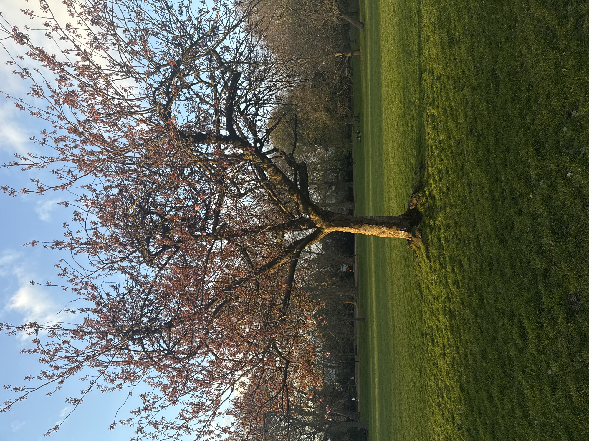 Spring blossoms and sunset captured in London park