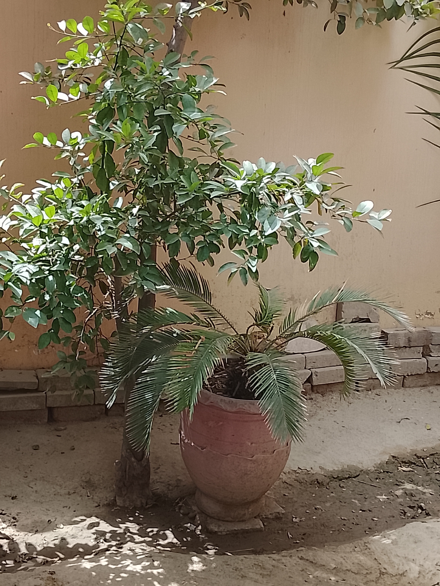 Urban garden documentation captures plants, fabric, buildings over 14 minutes