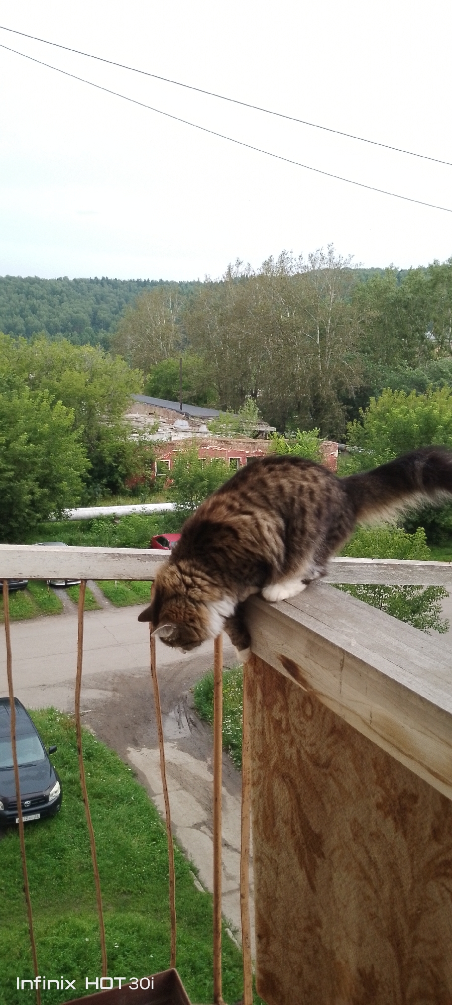 Tabby cat on a wooden railing in Kedrovy, Russia